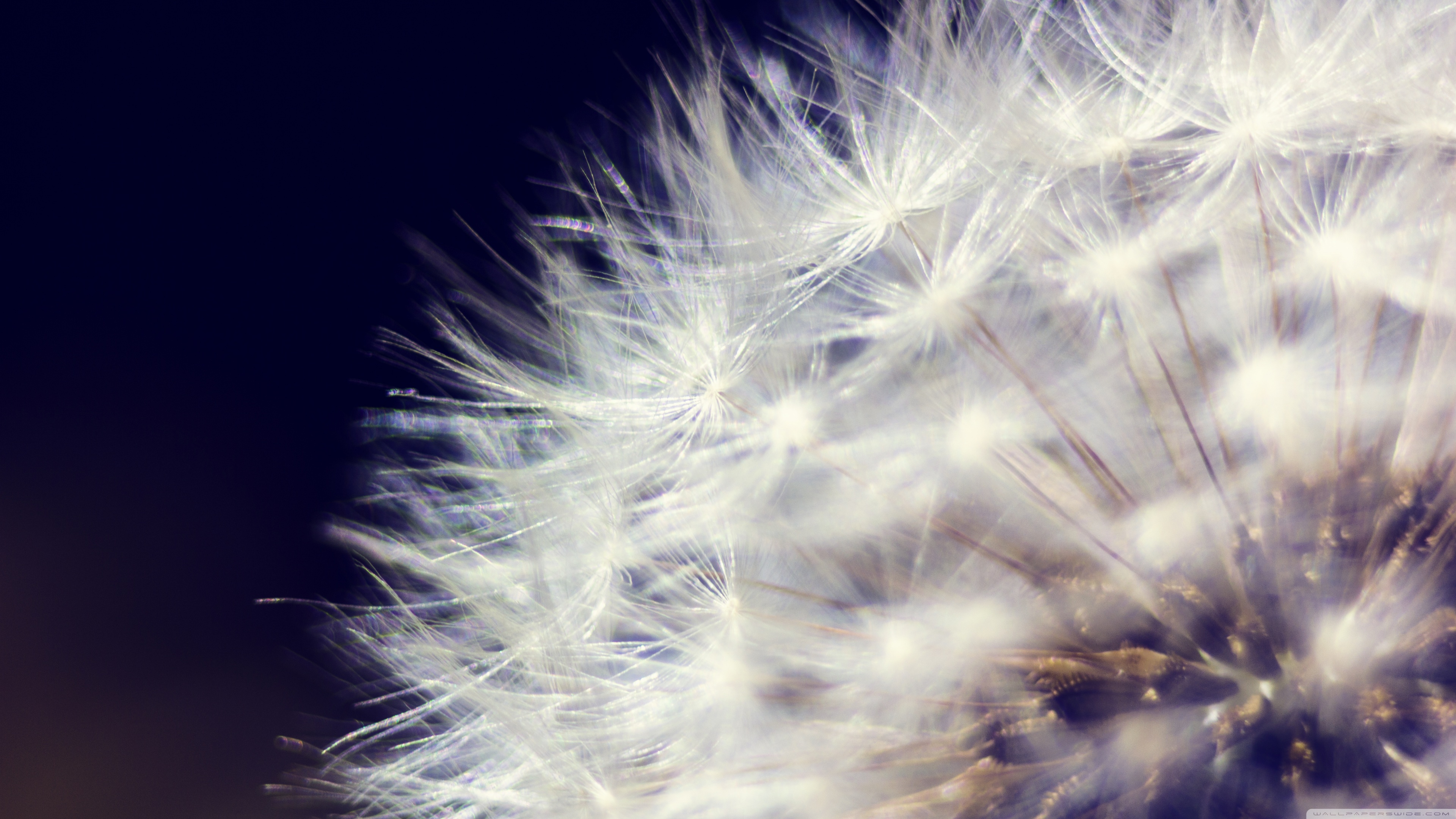 Dandelion, flower, nature Ultra HD Desktop Background Wallpaper for 4K UHD TV, Tablet