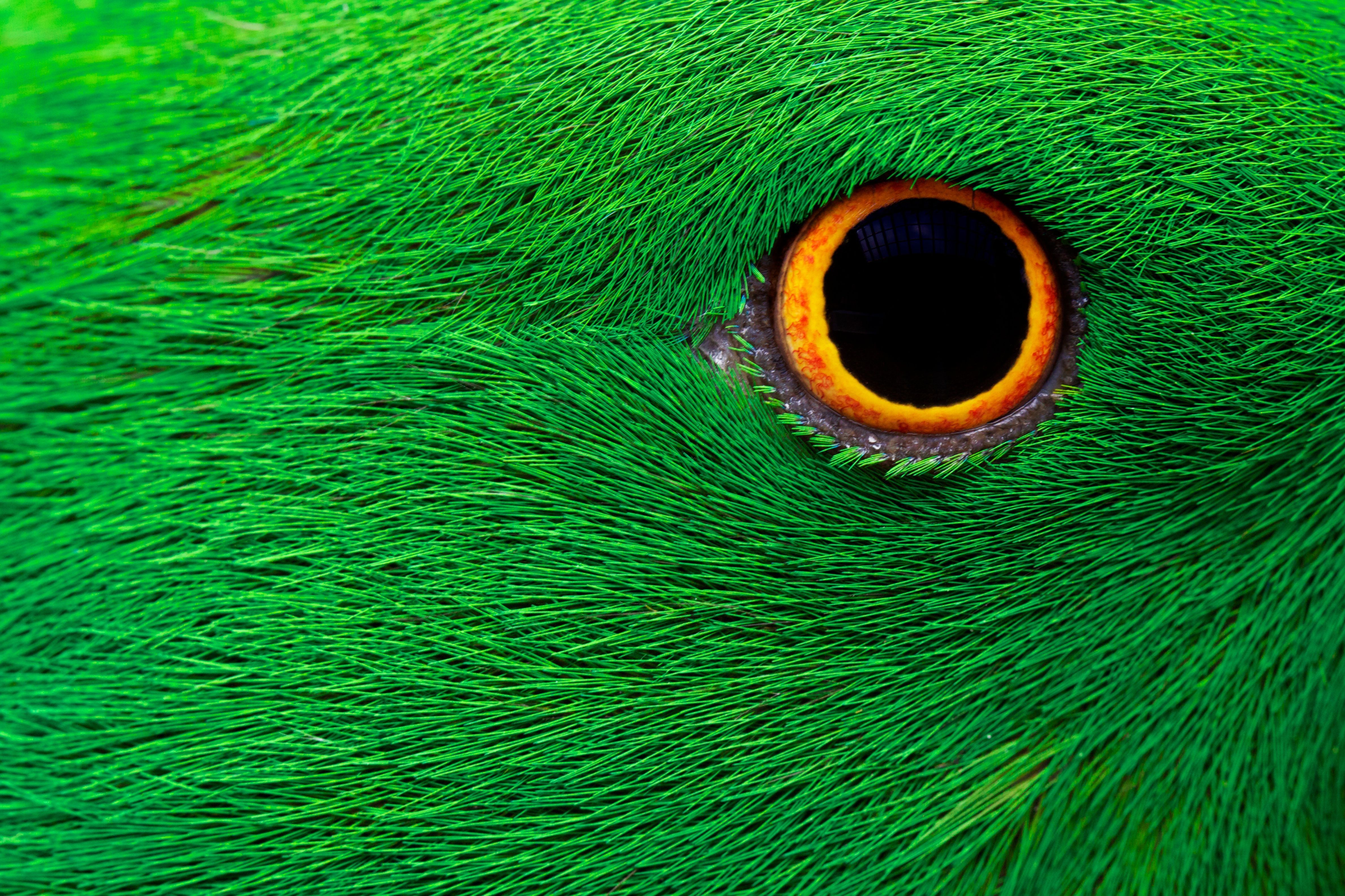 birds eye 1080P, 2k, 4k HD wallpaper, background free download