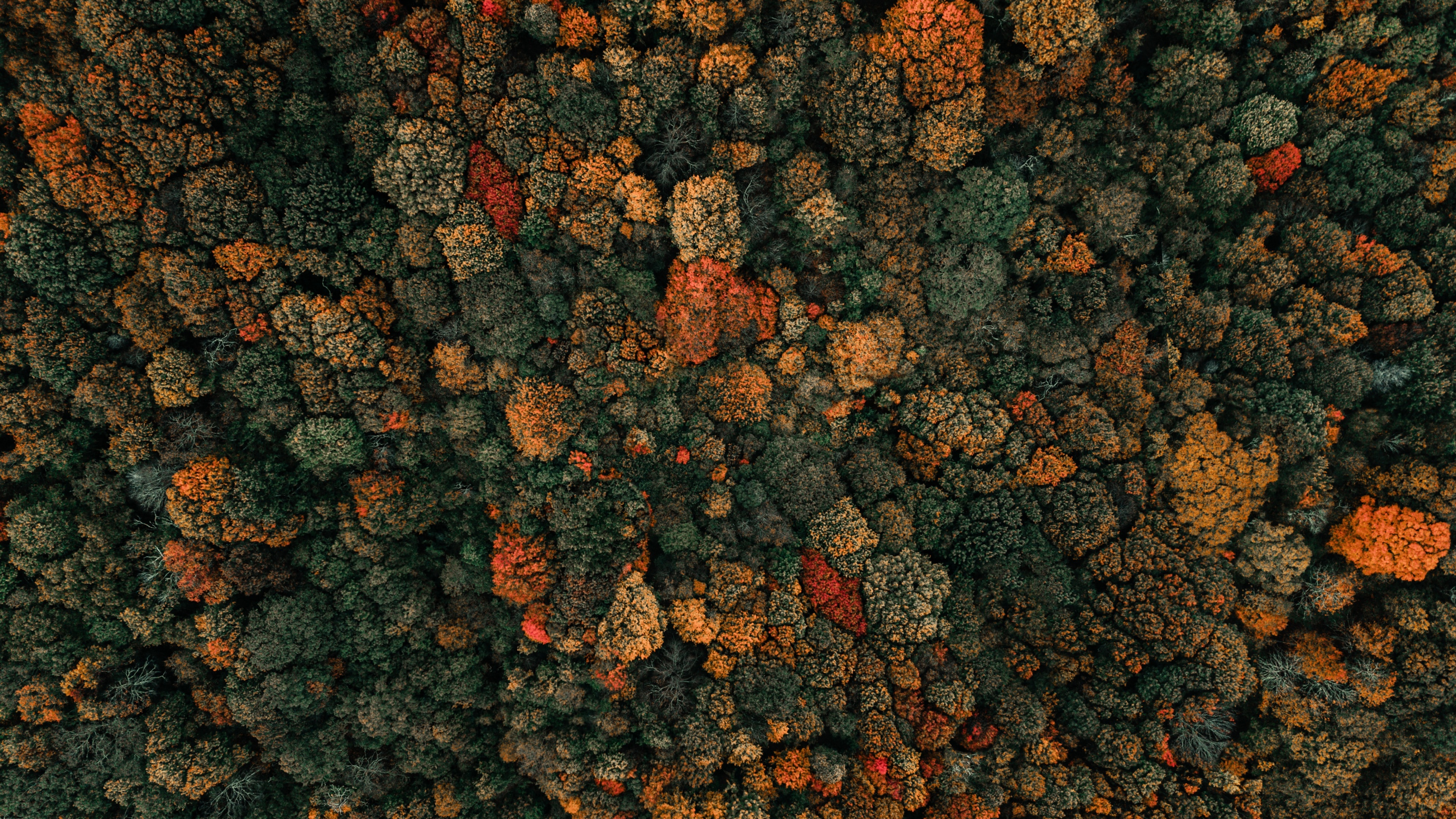 Autumn trees Wallpaper 4K, Drone photo, Forest, Aerial view