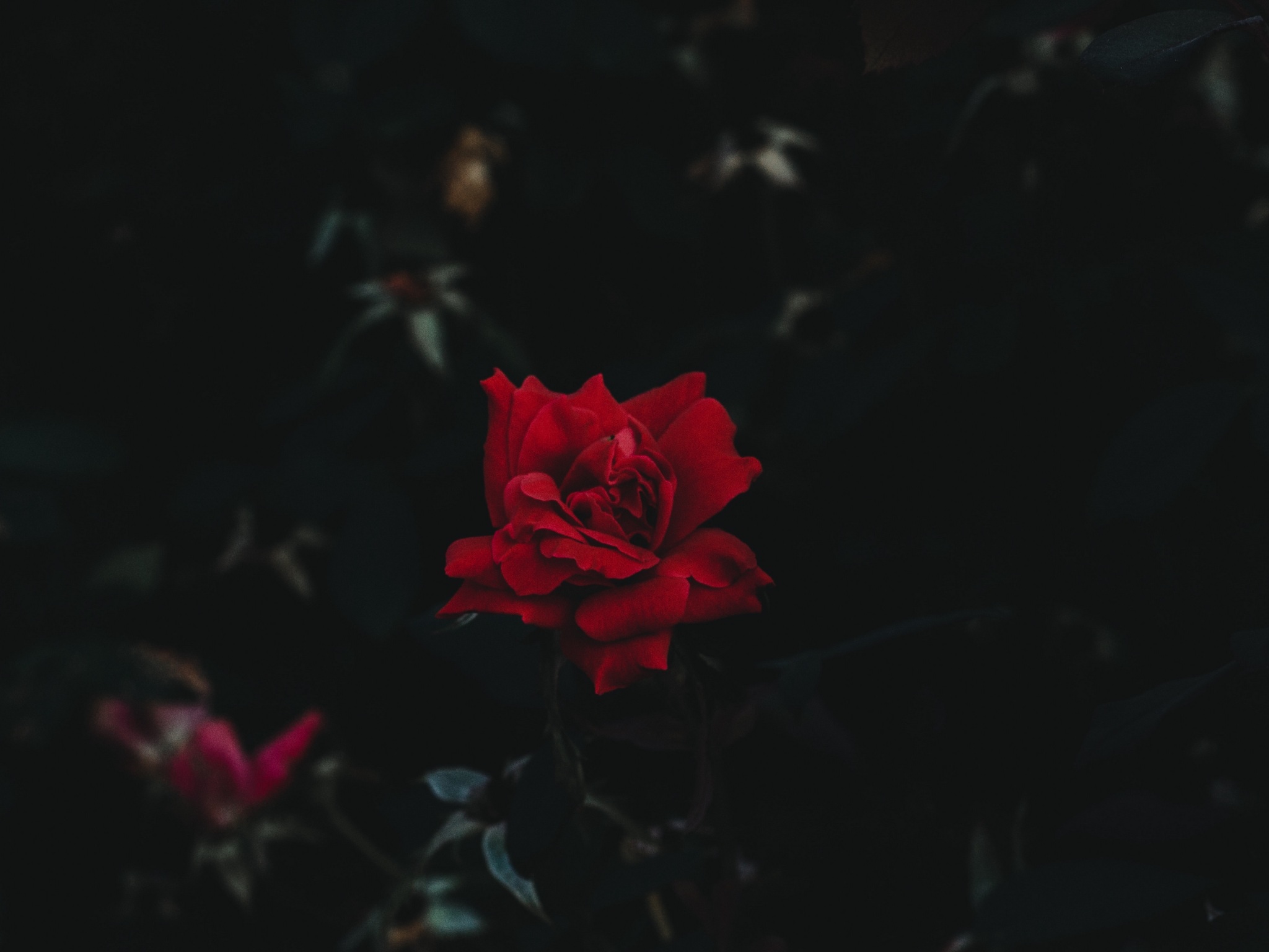 Wallpaper 4k rose, bud, flower, dark background 4k Wallpaper