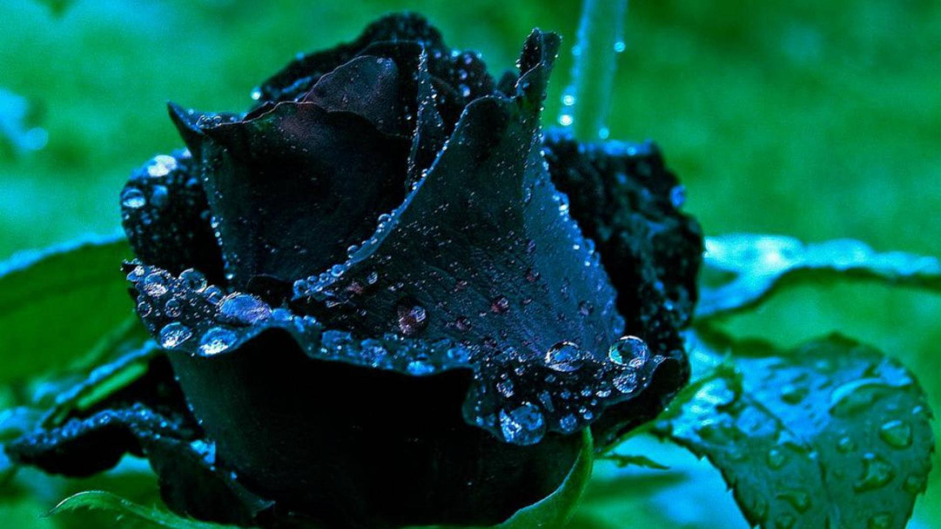 Black Rose Wallpaper