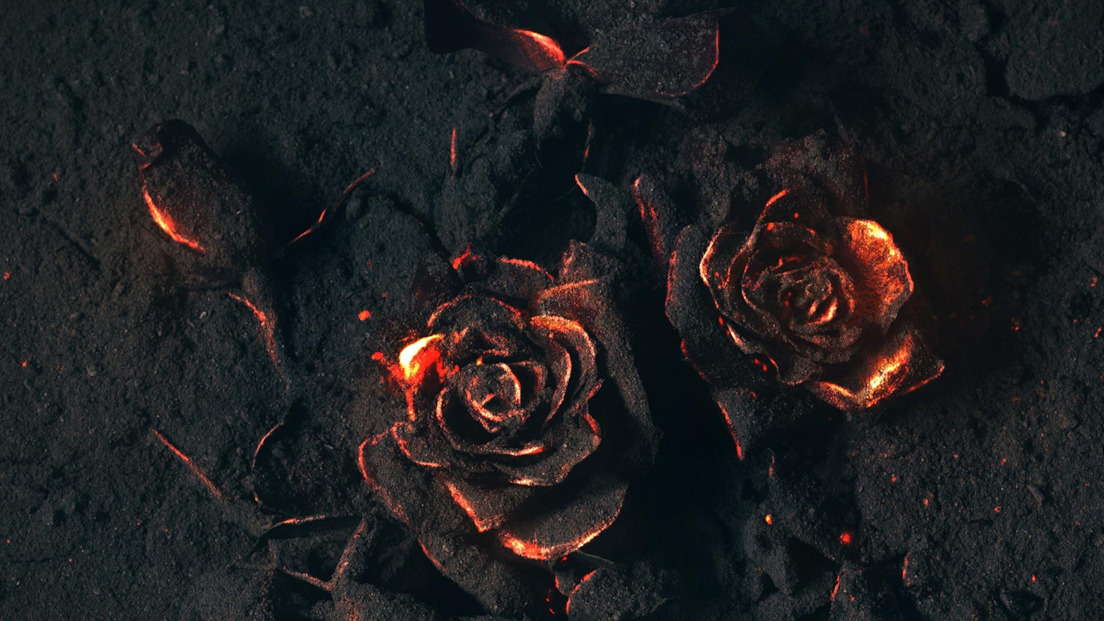 Black Roses 4K Wallpaper