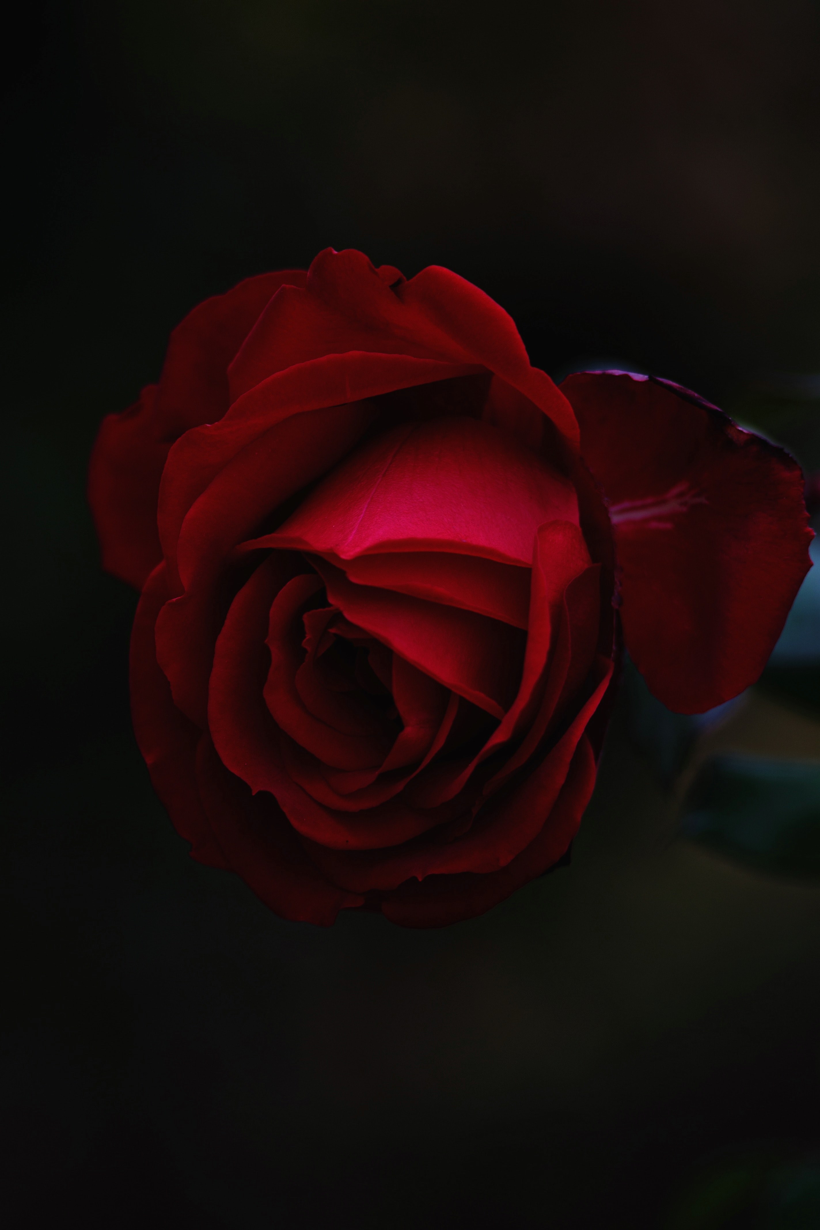 Wallpaper / a close up of a deep red rose against a dark background, stunning red rose 4k wallpaper free download