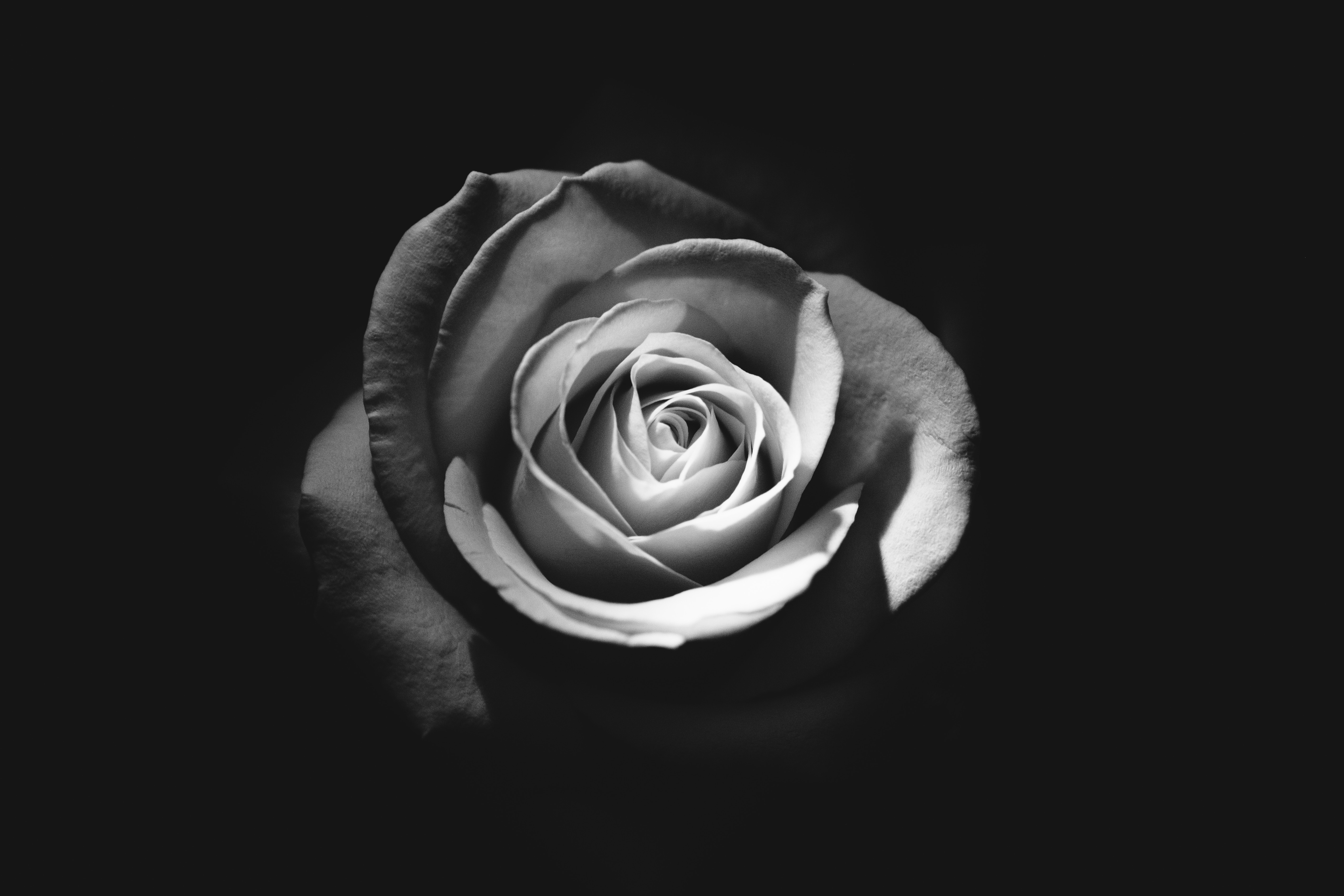 Wallpaper 4k Rose Dark 4k Wallpaper