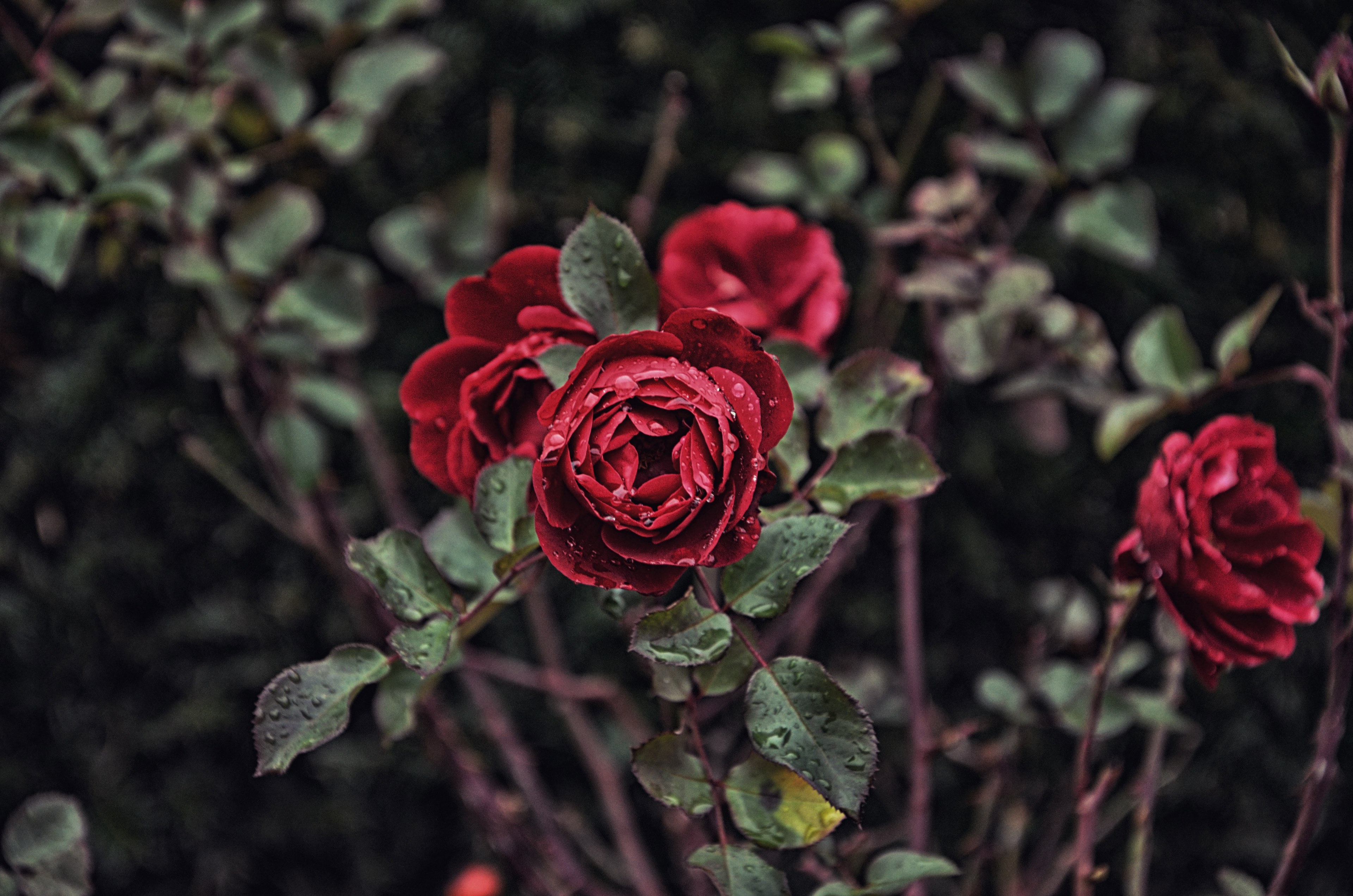 Wallpaper / dark rose 4k wallpaper free download