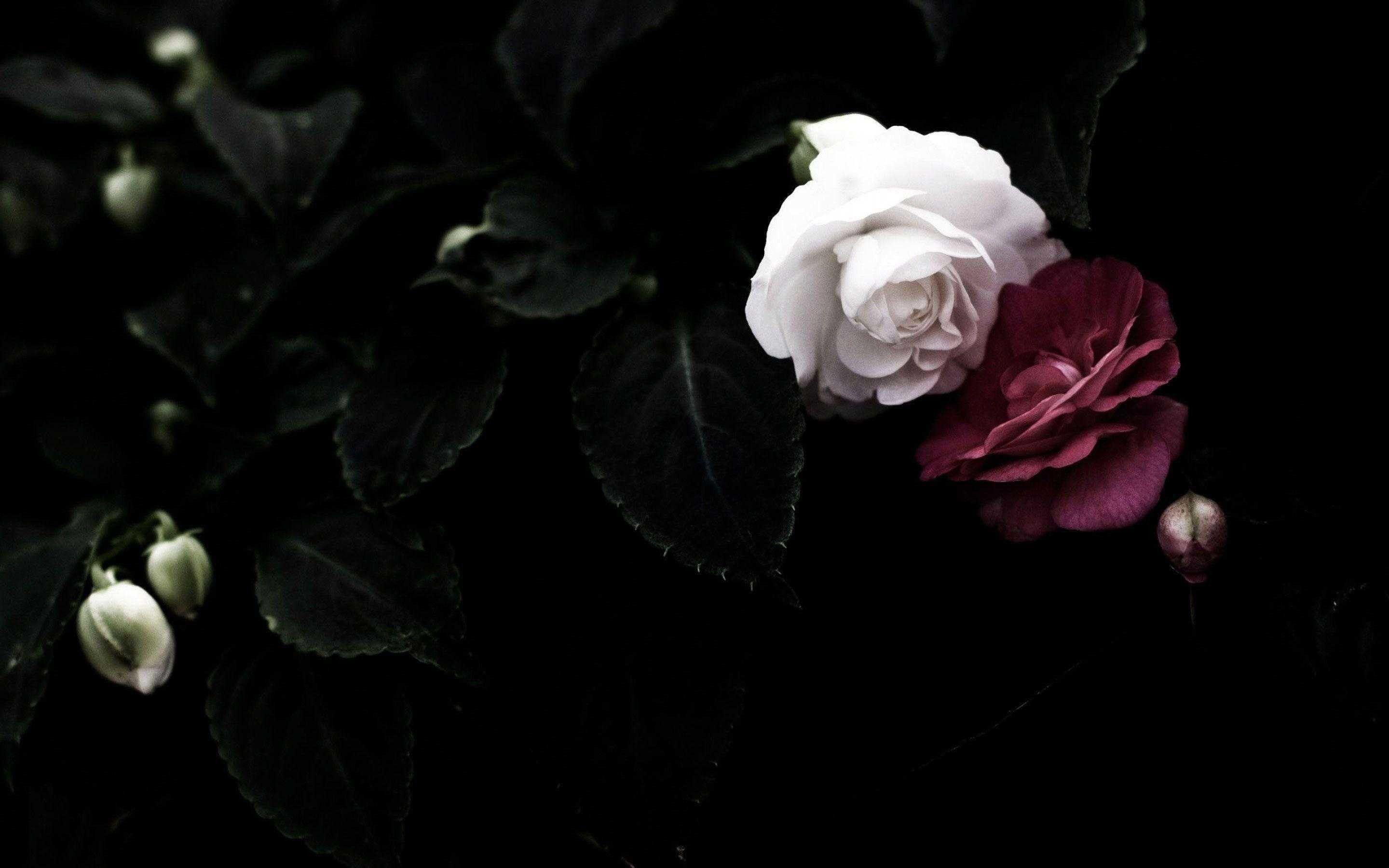 Dark Rose Wallpaper