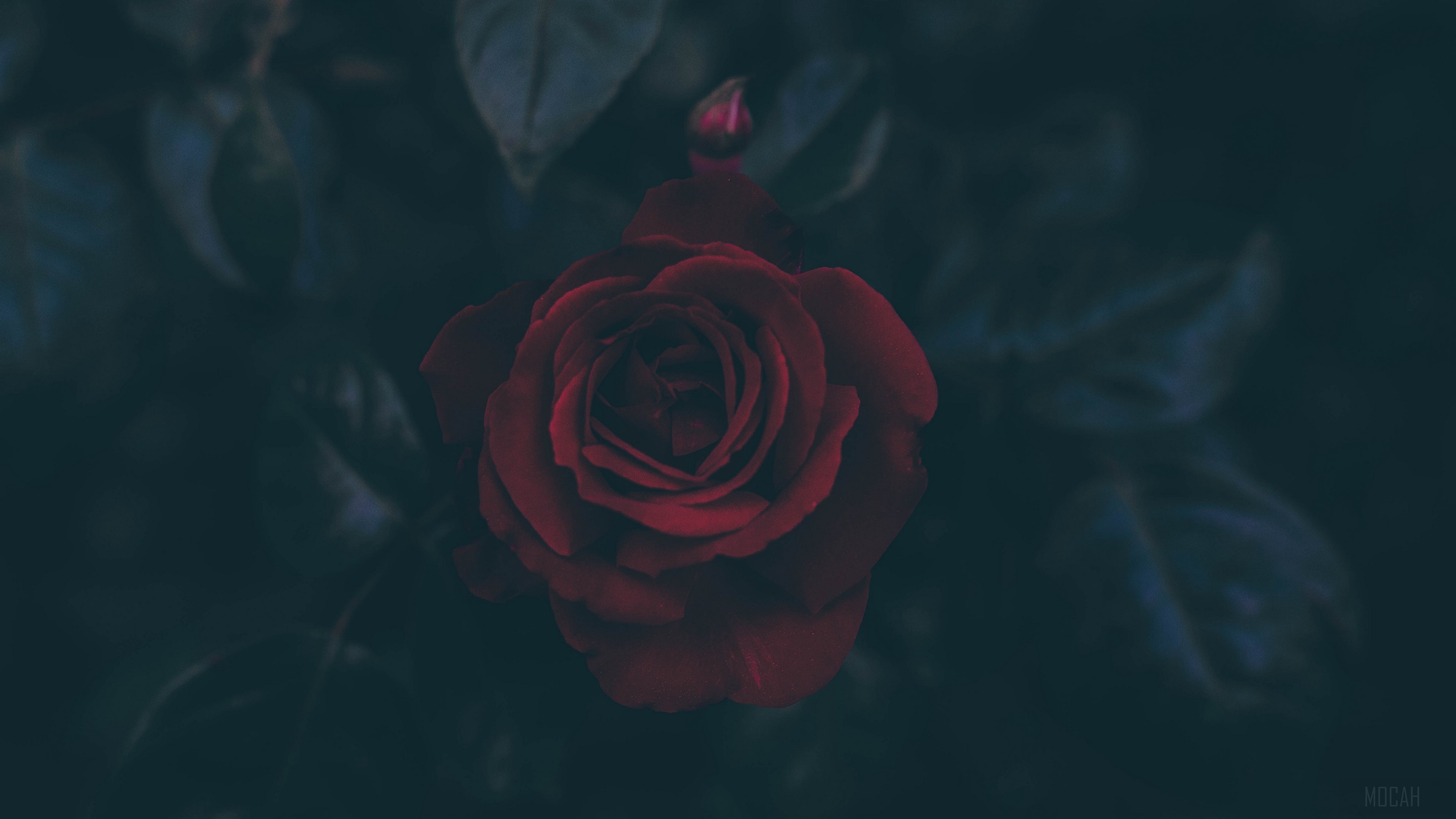 rose, bud, dark, leaves 4k Gallery HD Wallpaper