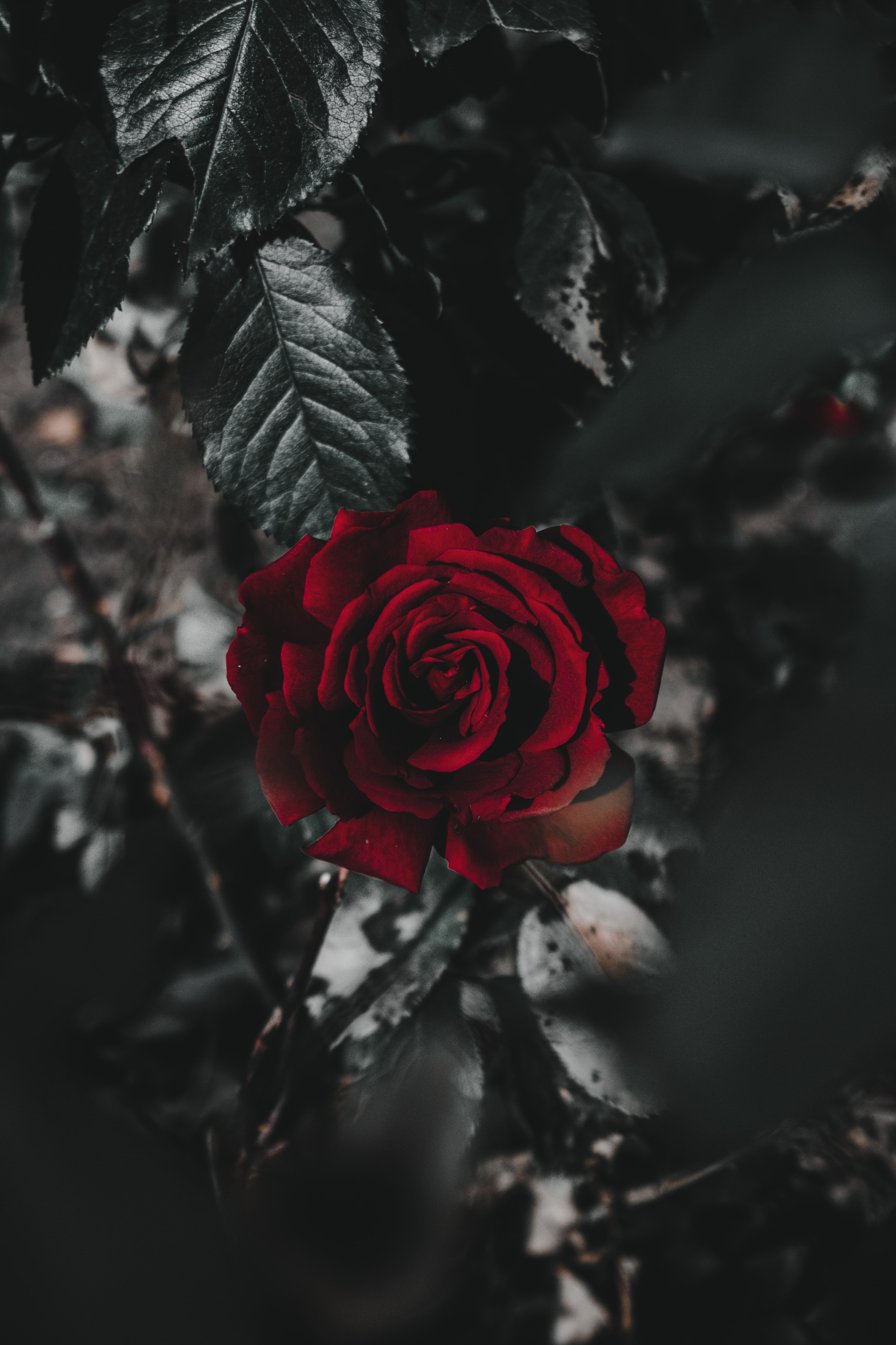 Red roses wallpaper, Black roses wallpaper, Red and black wallpaper