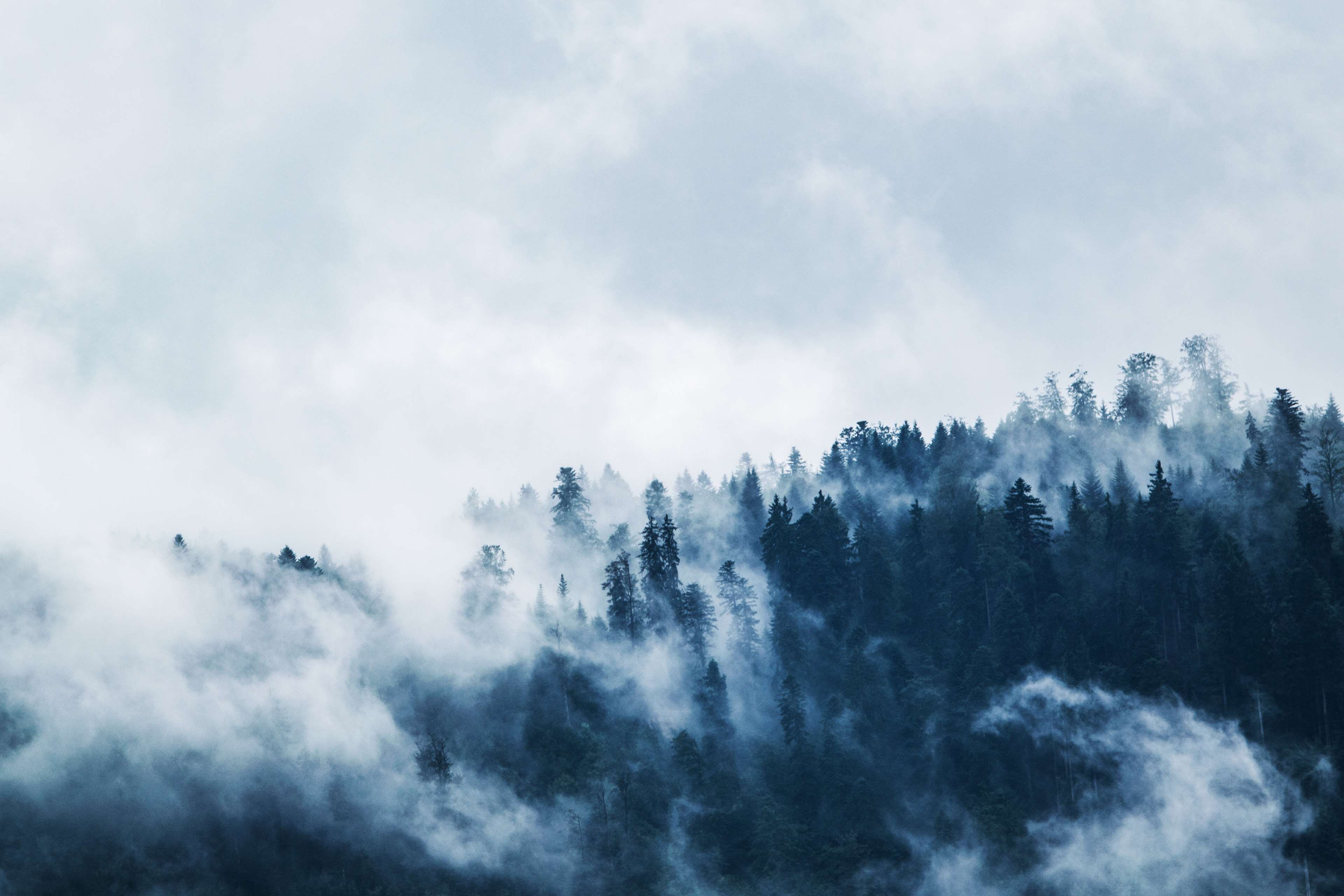 clouds, cloudy, cold, daylight, fog, foggy, foliage, forest, high, landscape, light, mist, moody, mountains, nature, outdoors, snow, summer, travel, tree top, trees, weather, wilderness, winter, woods 4k wallpaper