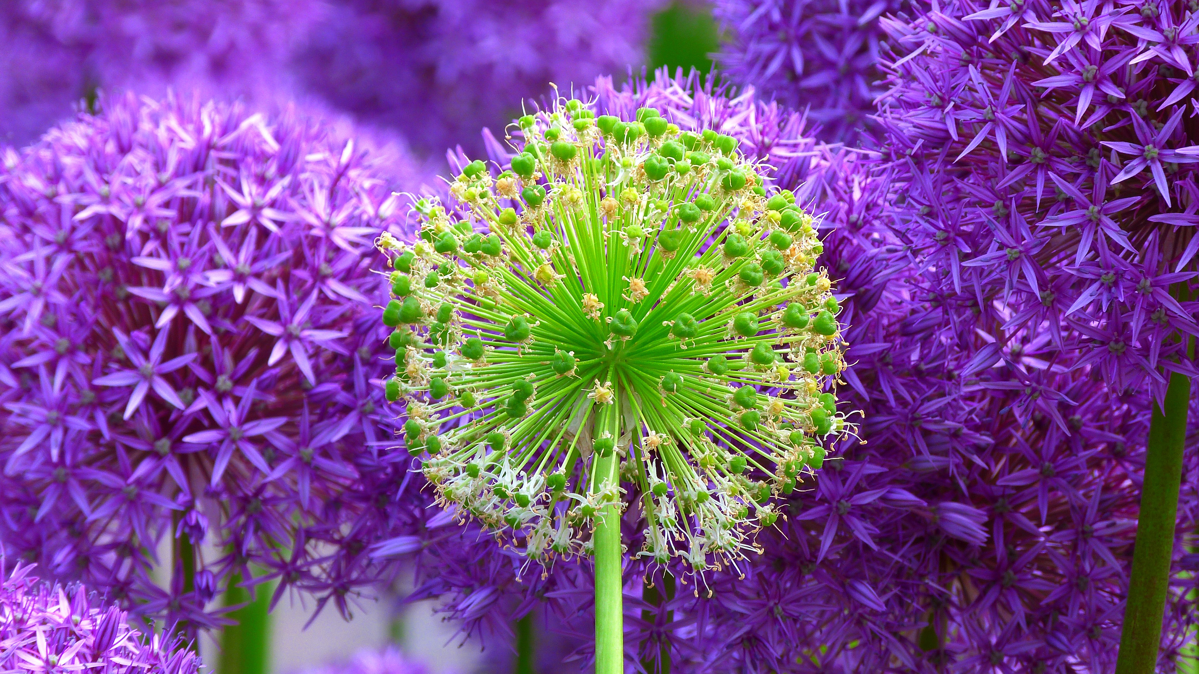 Fresh Blossom Wallpaper 4K