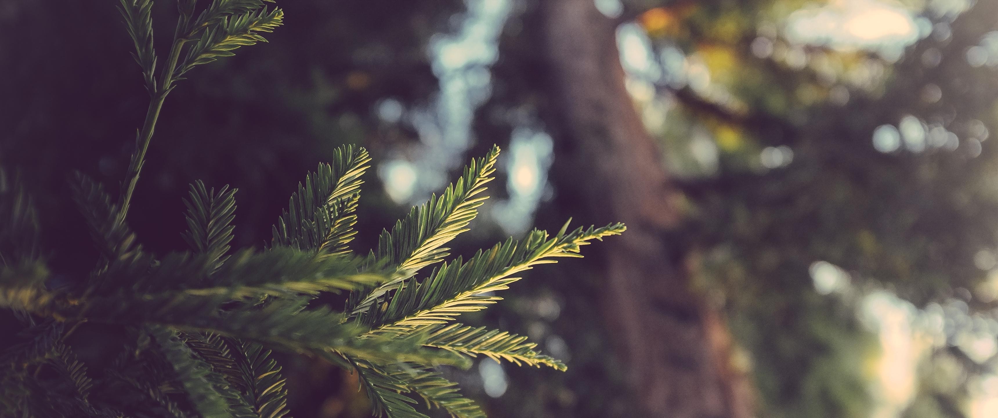 3440x1440 Nature Wallpaper