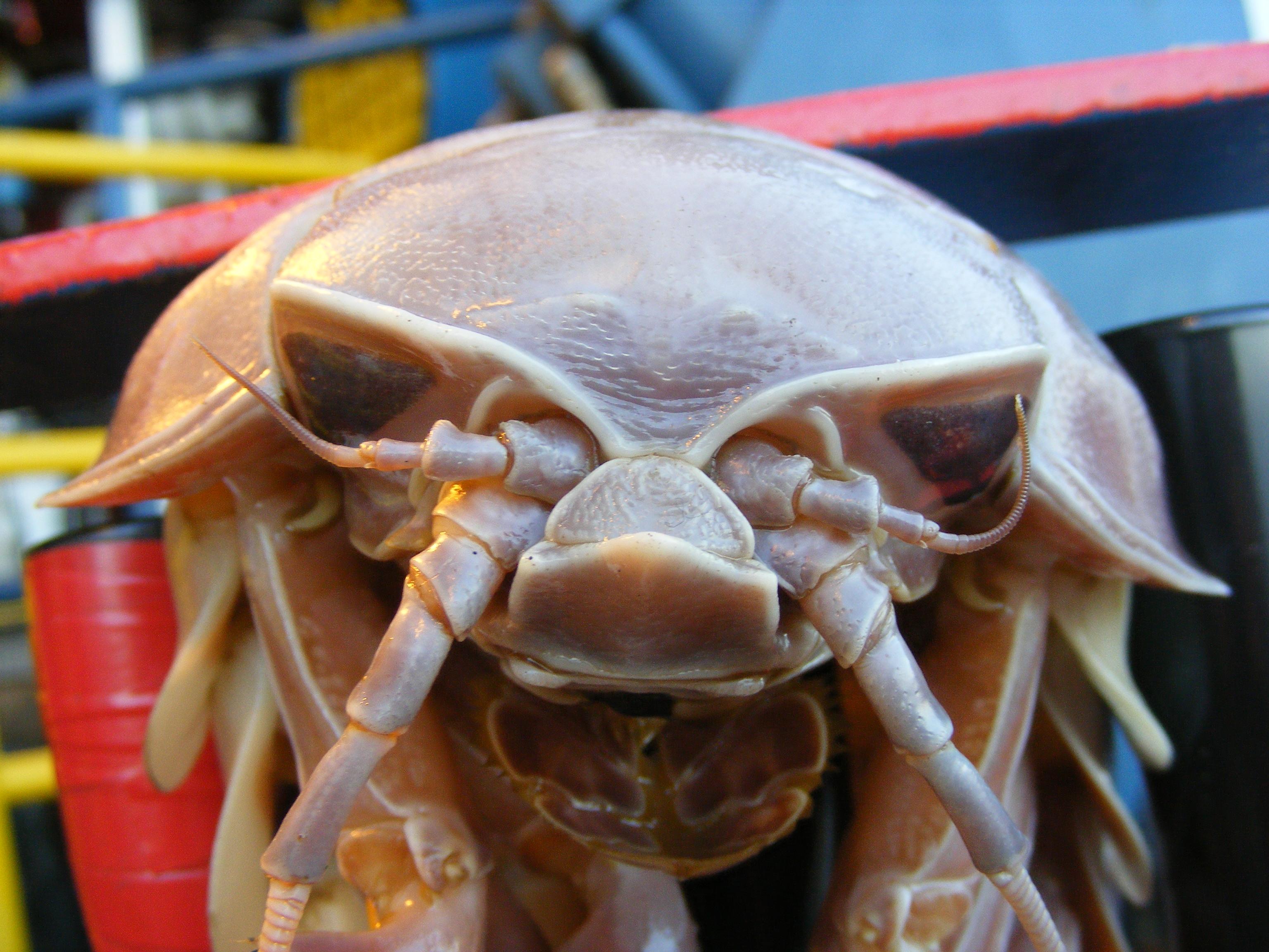Isopod HD Wallpaper and Background