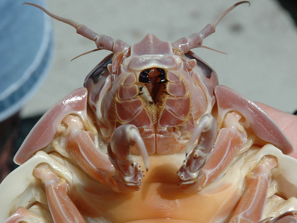 Isopod Wallpaper and Background