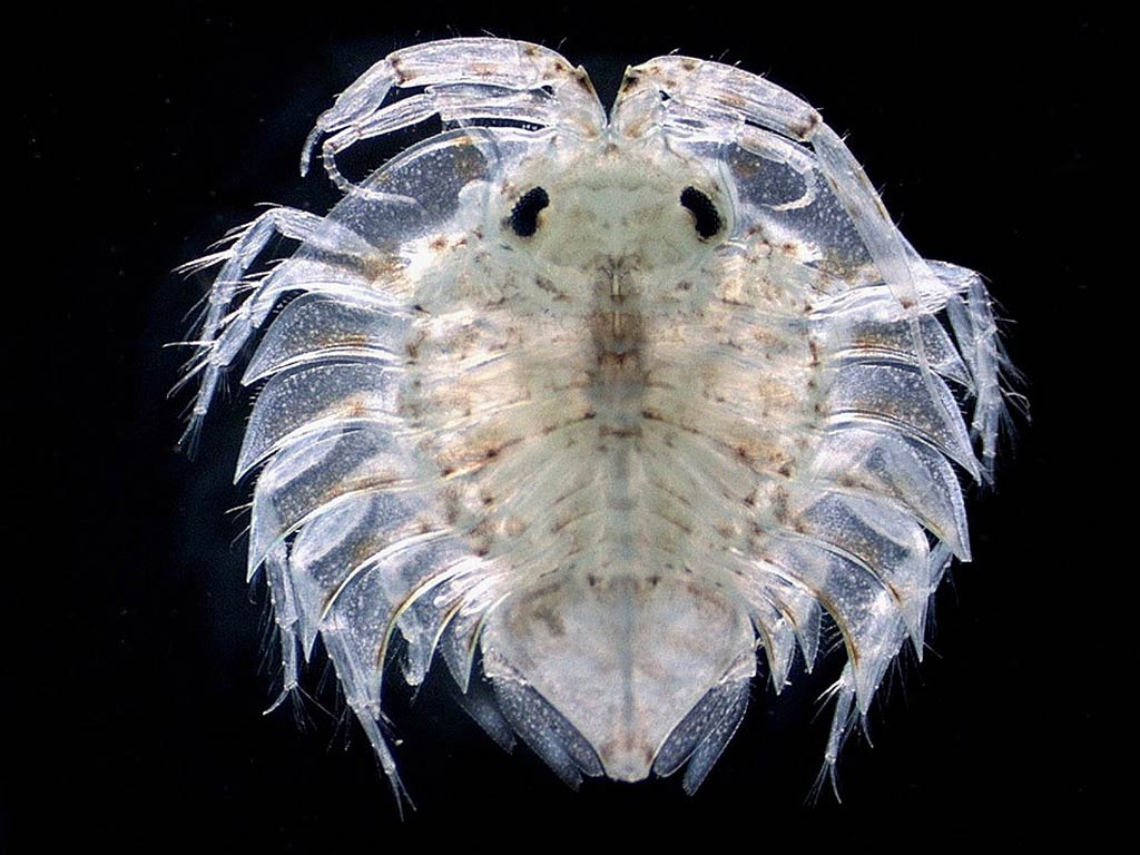 Isopod Desktop and Mobile Wallpaper