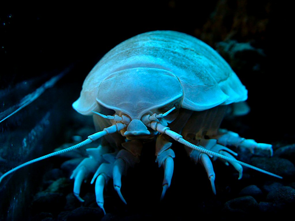 HD desktop wallpaper: Animal, Crustacean, Isopod download free picture