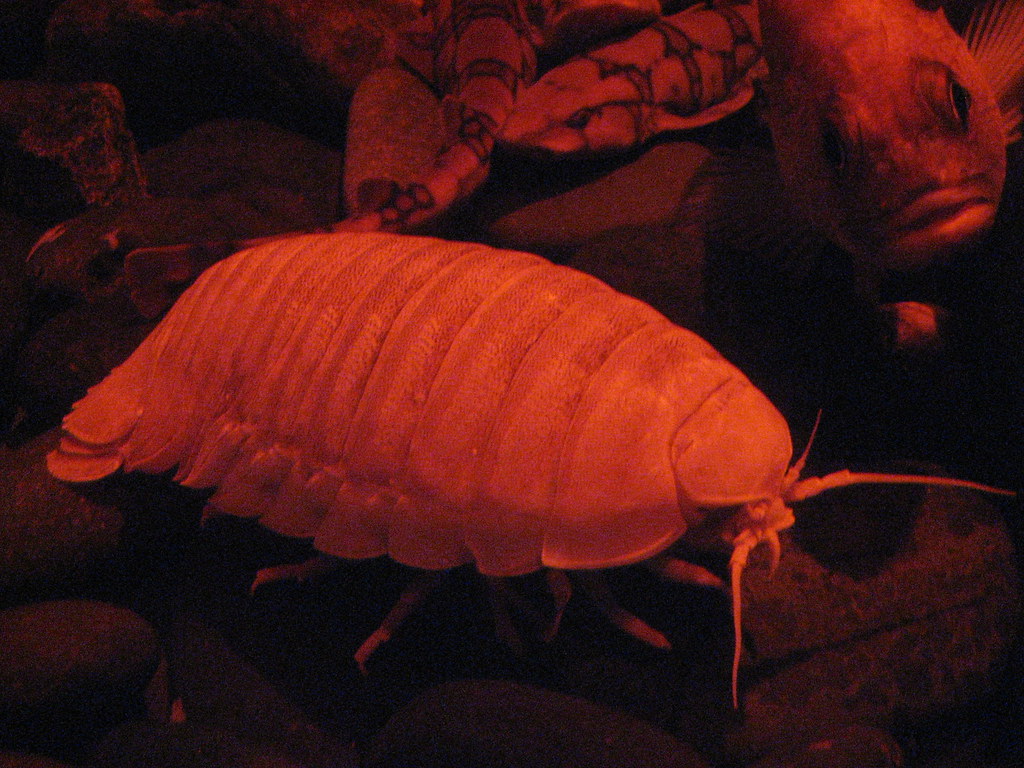 Giant Isopod. Giant isopods (Bathynomus giganteus) live