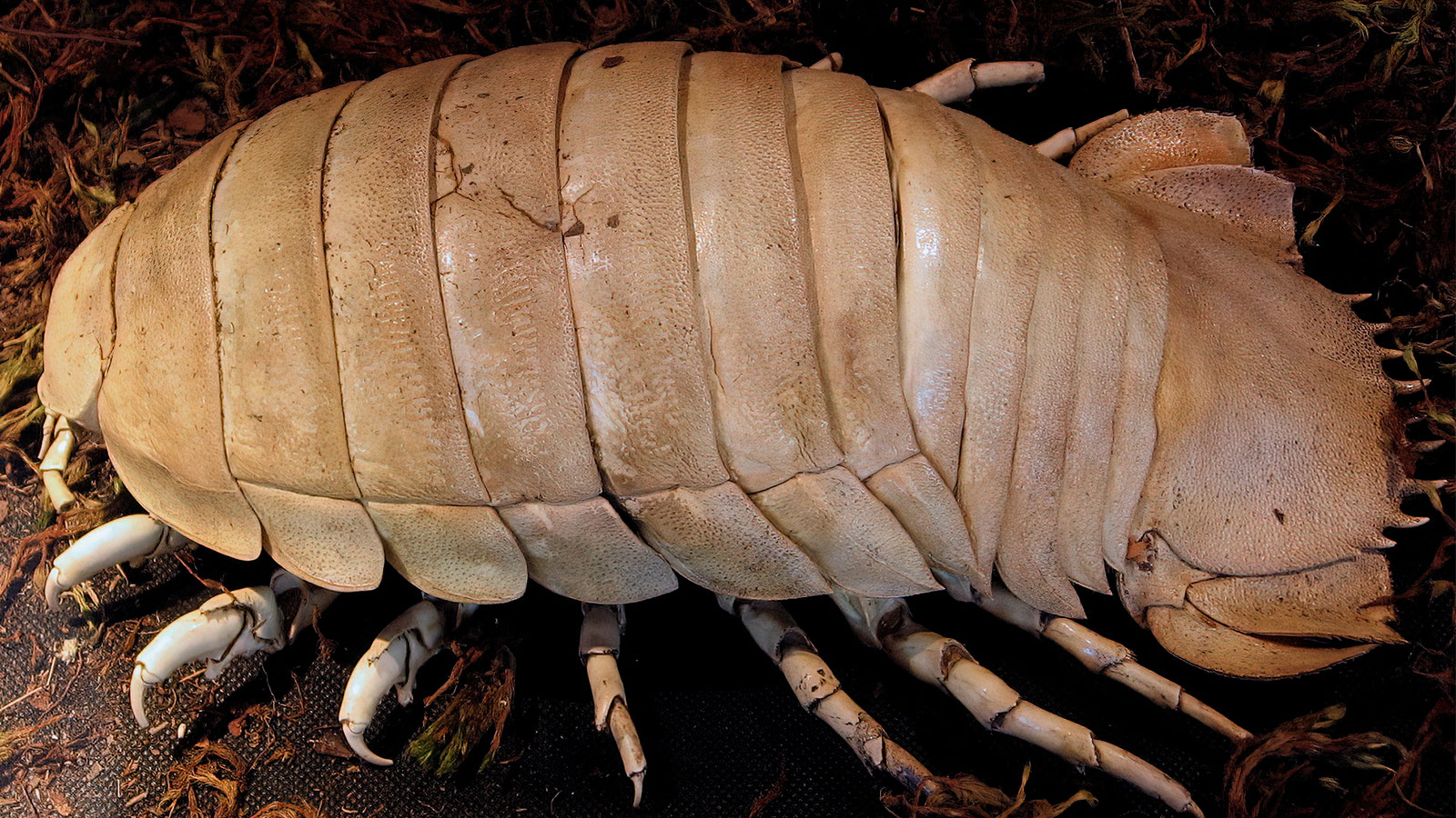 The Deep Ocean Giant Isopod Looks Like A Huge Roly Poly Bug