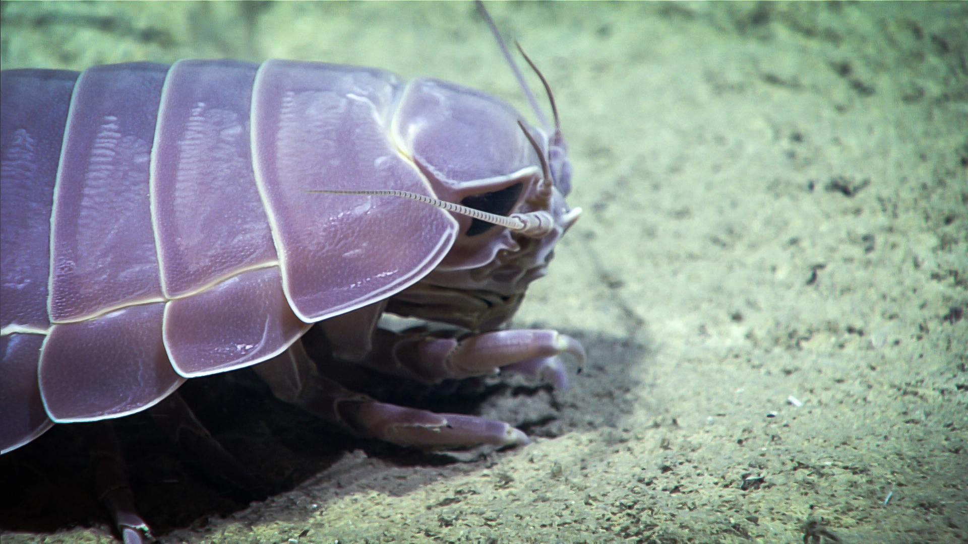 Multimedia: August 16, 2021: Image of the Day: NOAA Ocean Exploration