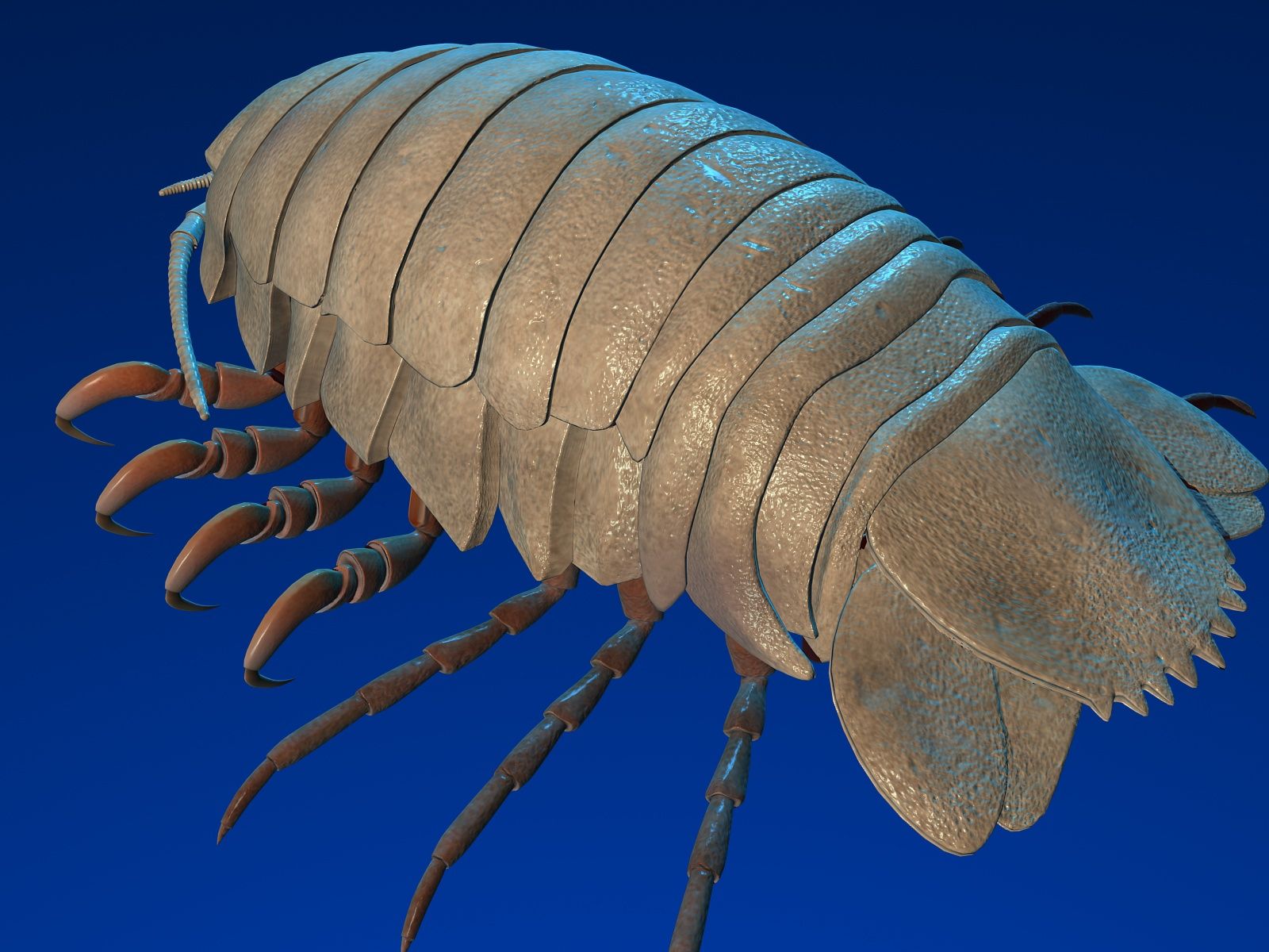 Isopod 3D Model $79 - .unknown .max .obj
