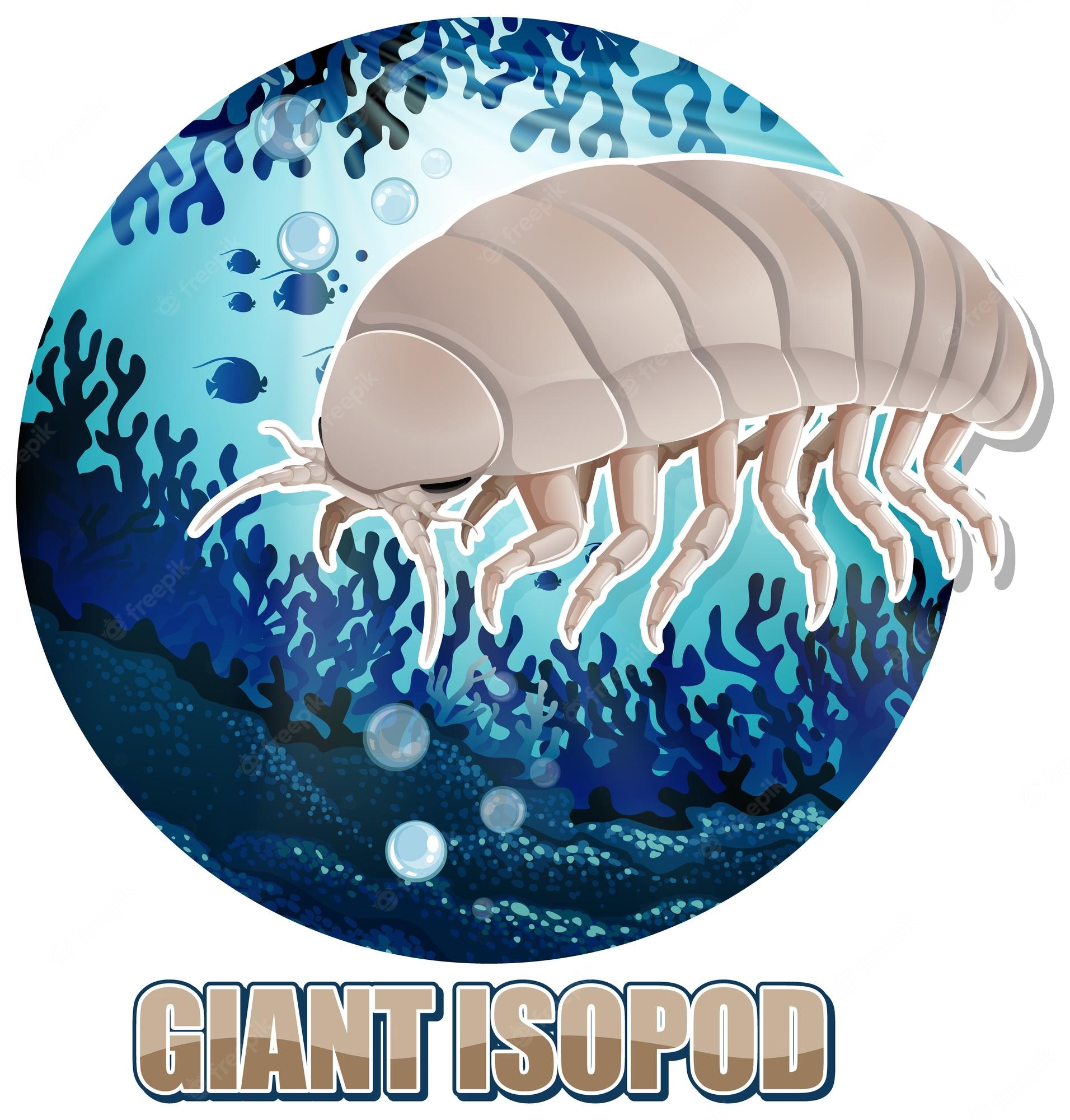 Isopod Image