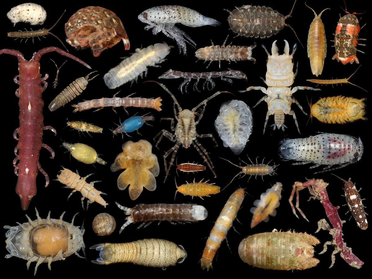 Isopod Image UK animals related to woodlice (Crustaceans)