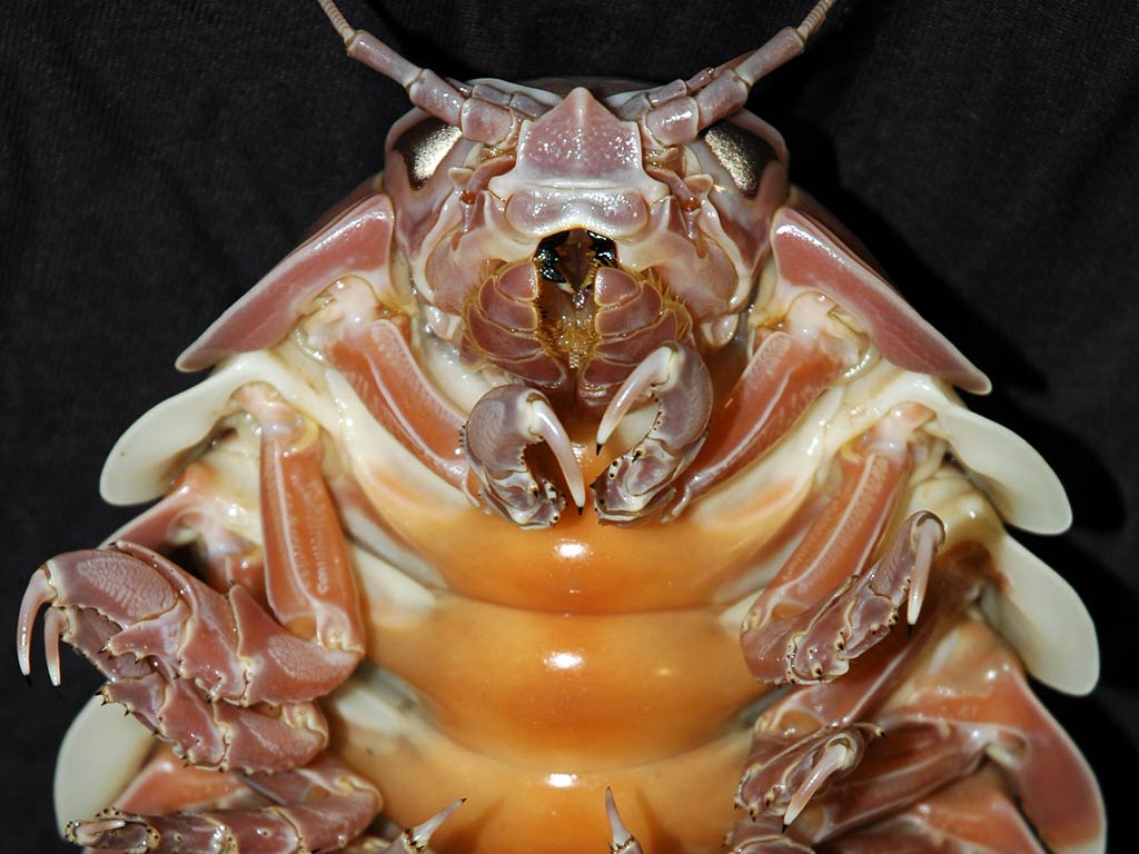 Isopod Wallpaper