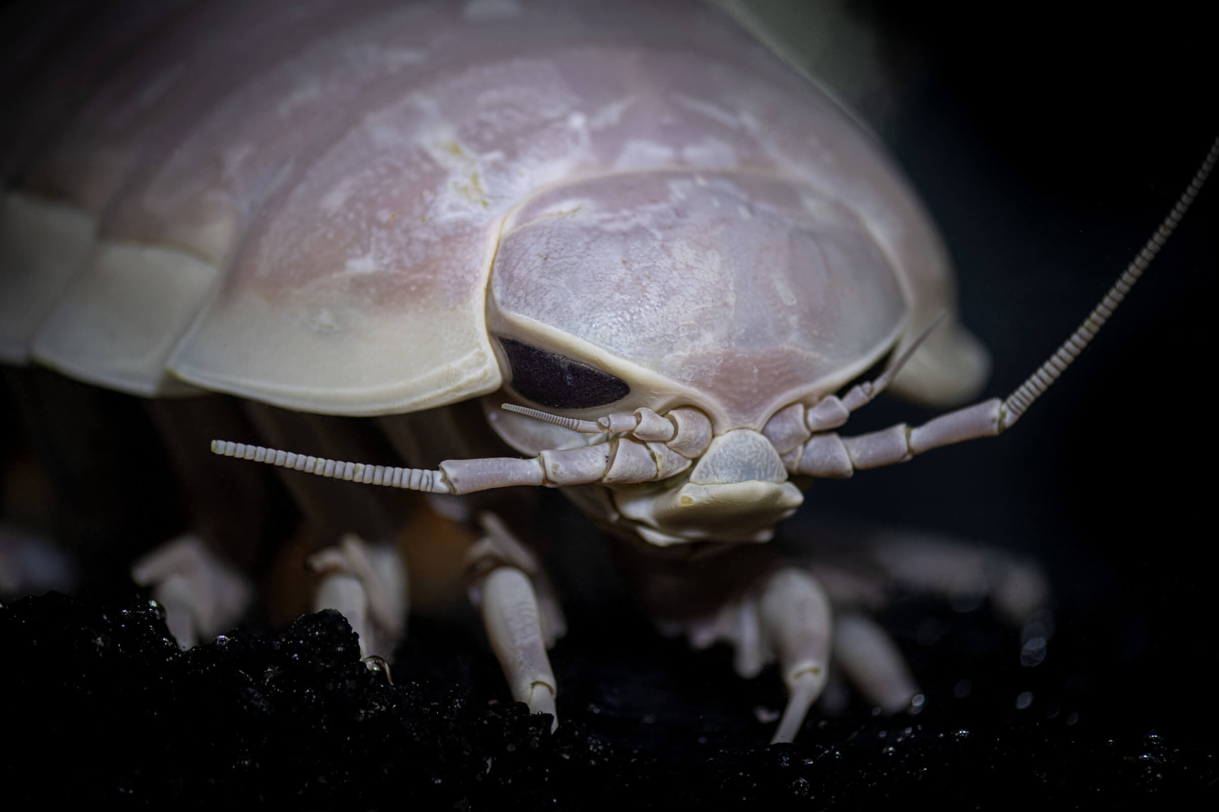 Giant isopod. Animals. Monterey Bay Aquarium