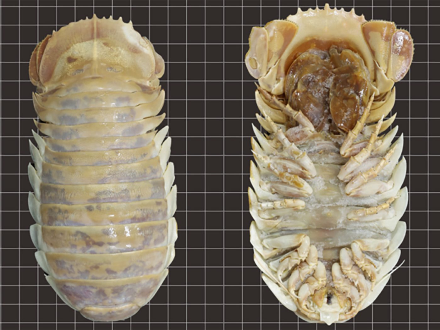 Creepy 1.5 Foot 'sea Bugs' Were Just Discovered And They're Pure Nightmare Fuel