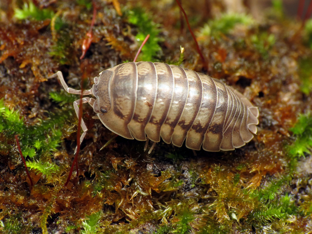 Photos of Isopods (Order Isopoda) · iNaturalist