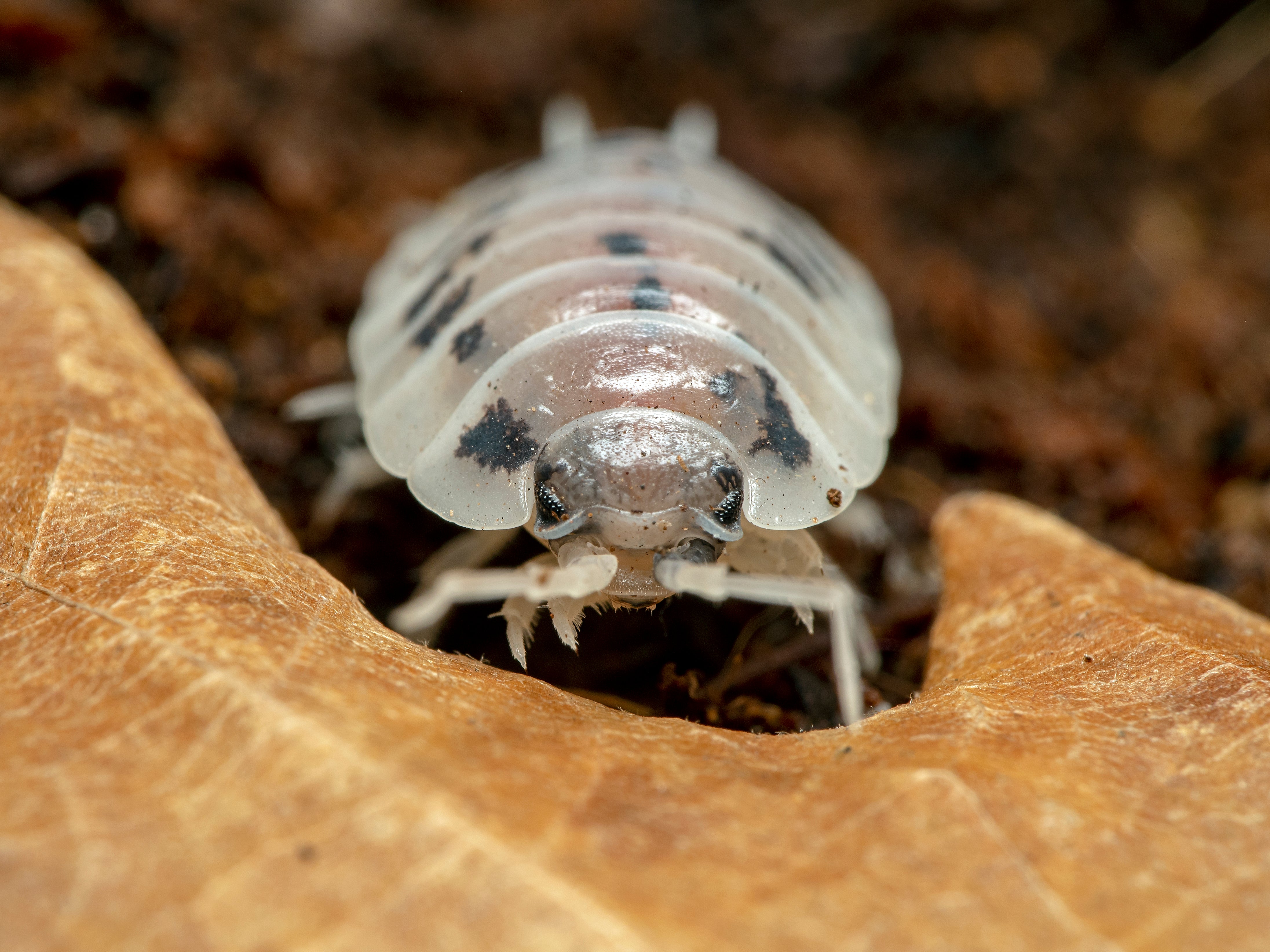 Official Dairy Cow Isopod Care Guide 2023