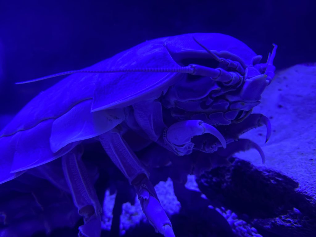 Just in time for Halloween deep sea isopods!. Virginia Living Museum