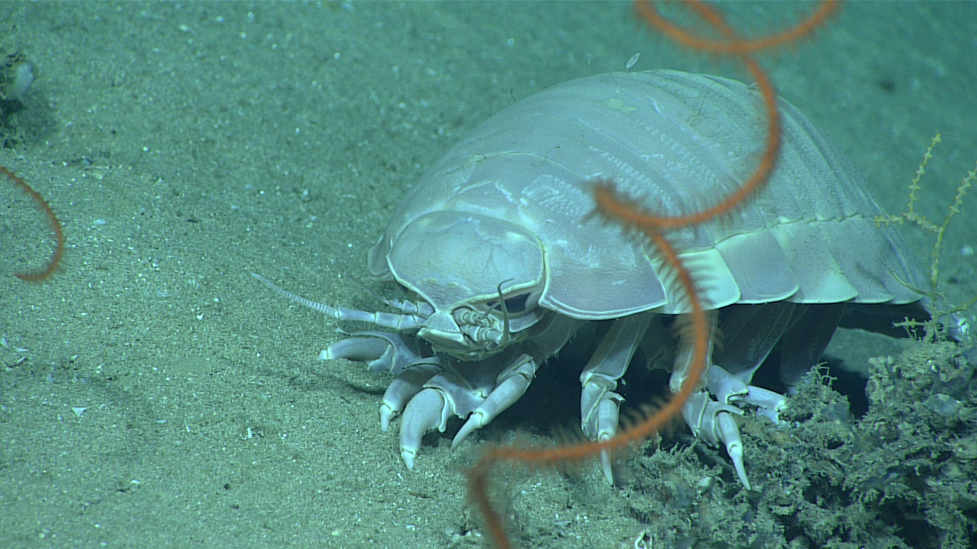 Multimedia: September 23, 2020: Image of the Day: NOAA Office of Ocean Exploration and Research