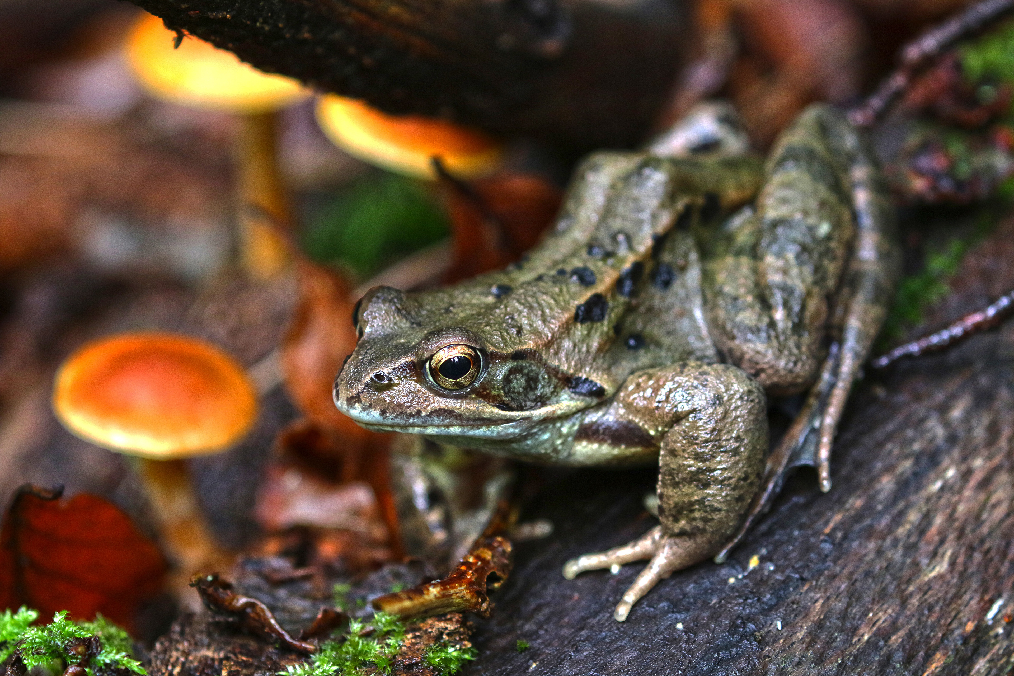 Frog 4K, Mushroom, Wildlife Gallery HD Wallpaper