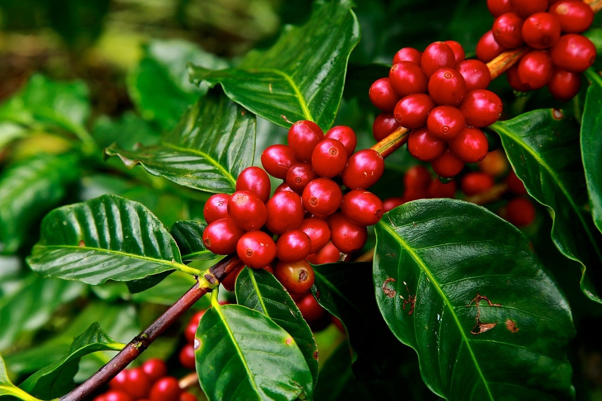 Coffee Plant HD Wallpaper and Background