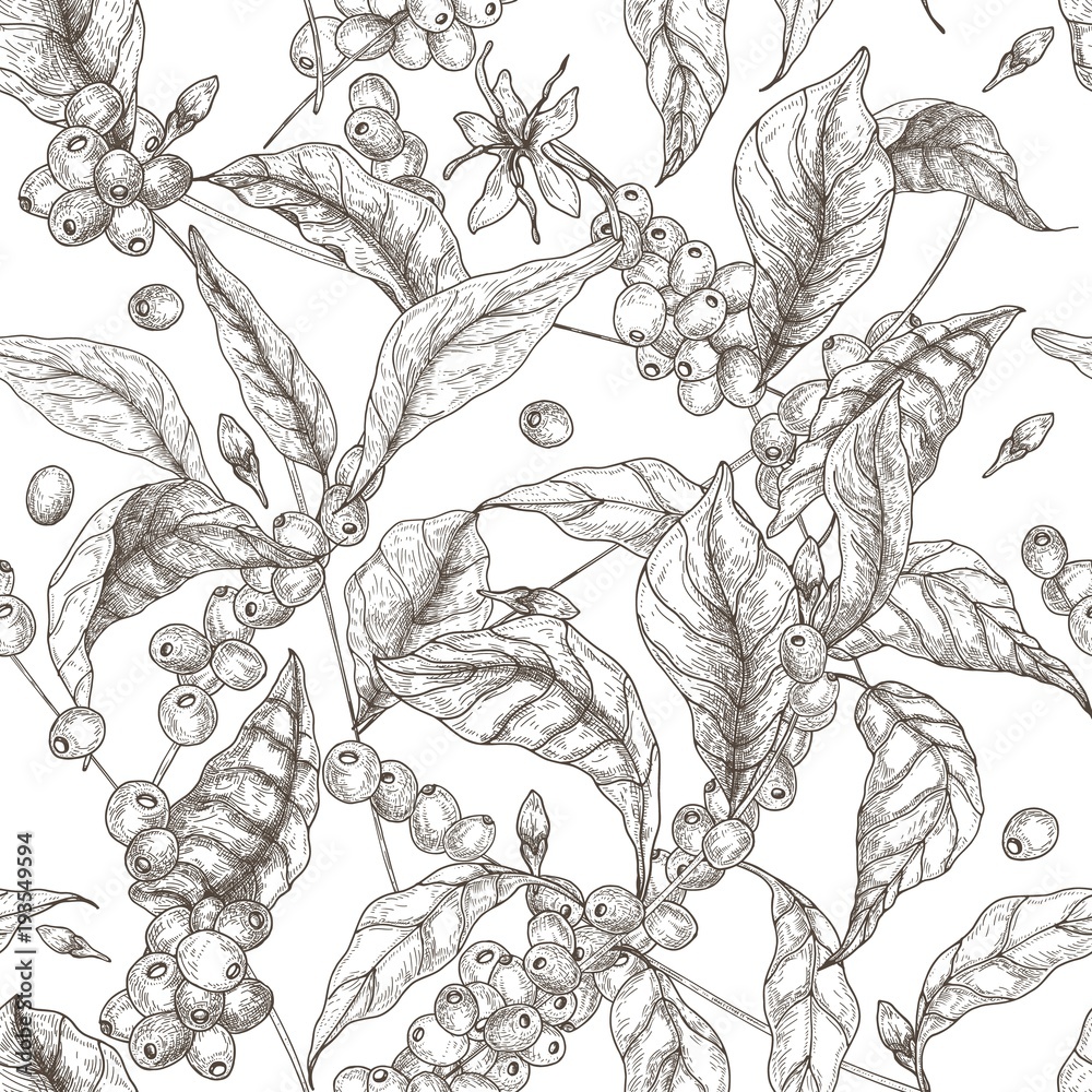 Beautiful seamless pattern with coffea or coffee tree branches, leaves, blooming flowers and fruits on white background. Contour vector illustration in antique style for fabric print, wallpaper. Stock Vector