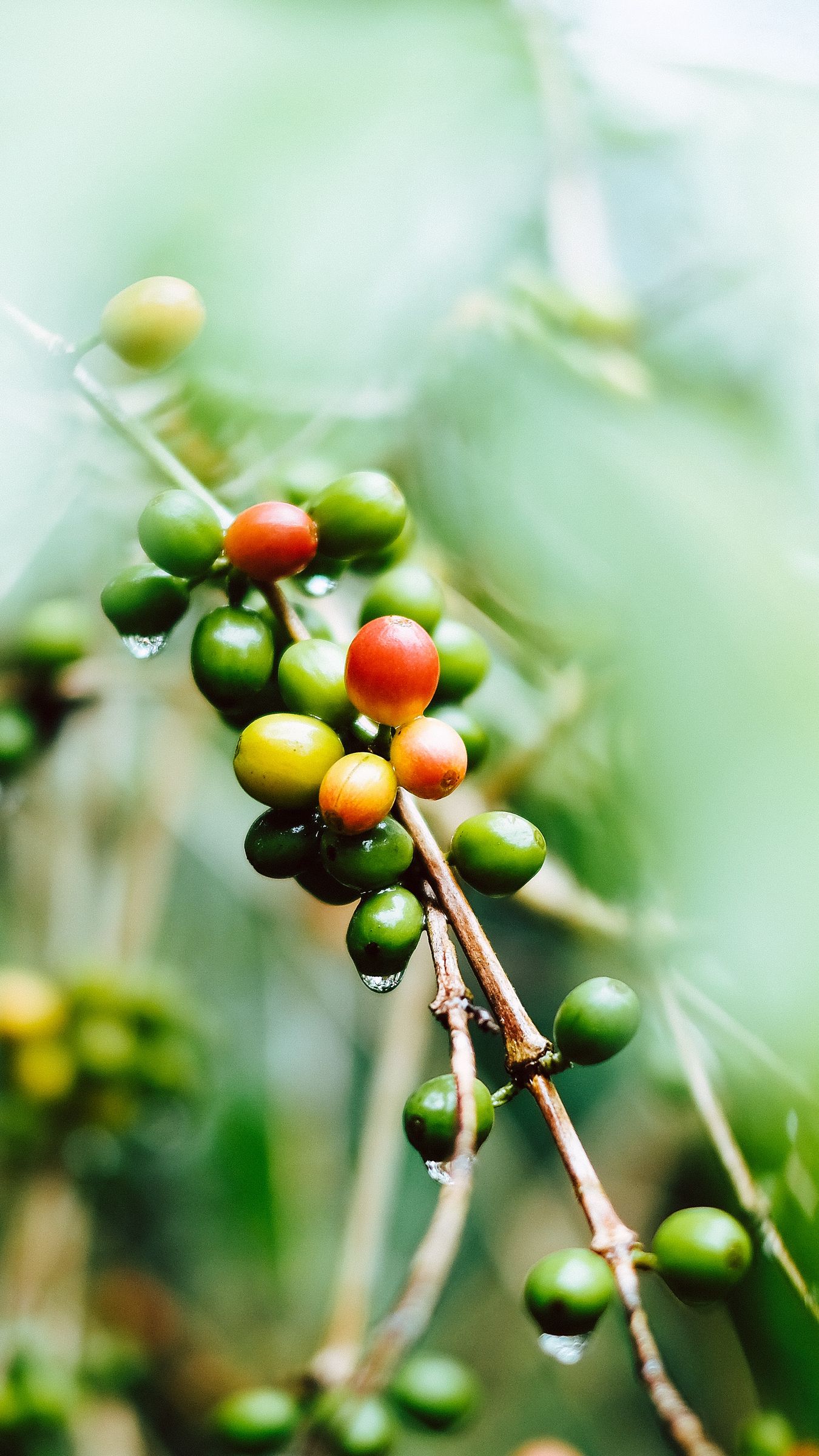 Download wallpaper 1350x2400 coffee, fruit, twig, green, wet, plant iphone 8+/7+/6s+/for parallax HD background
