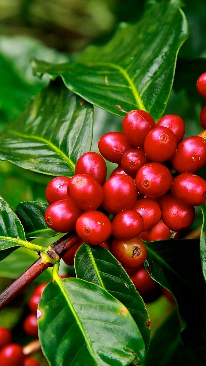 Raw Coffee beans still on the tree branch