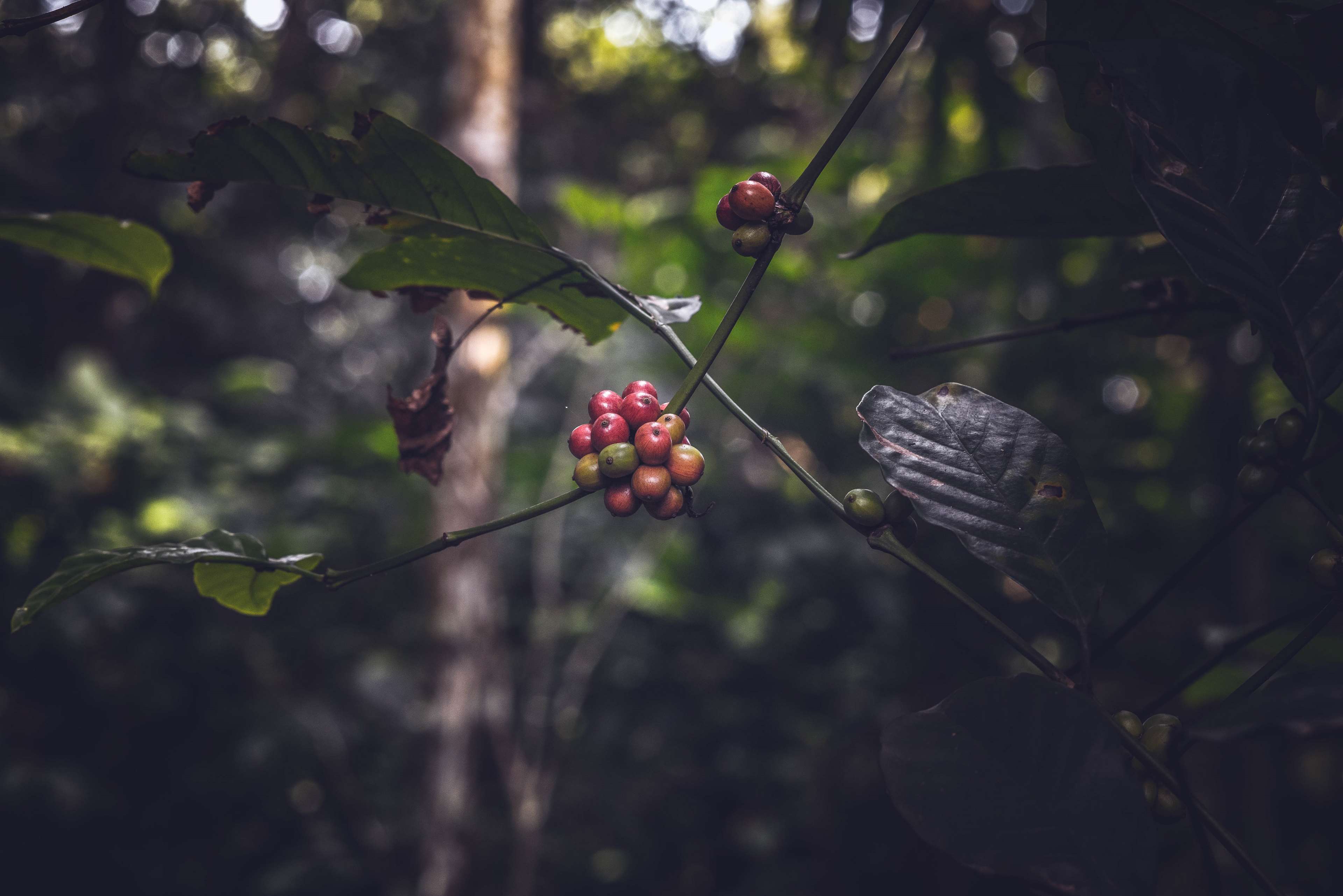 coffee beans 1080P, 2k, 4k HD wallpaper, background free download