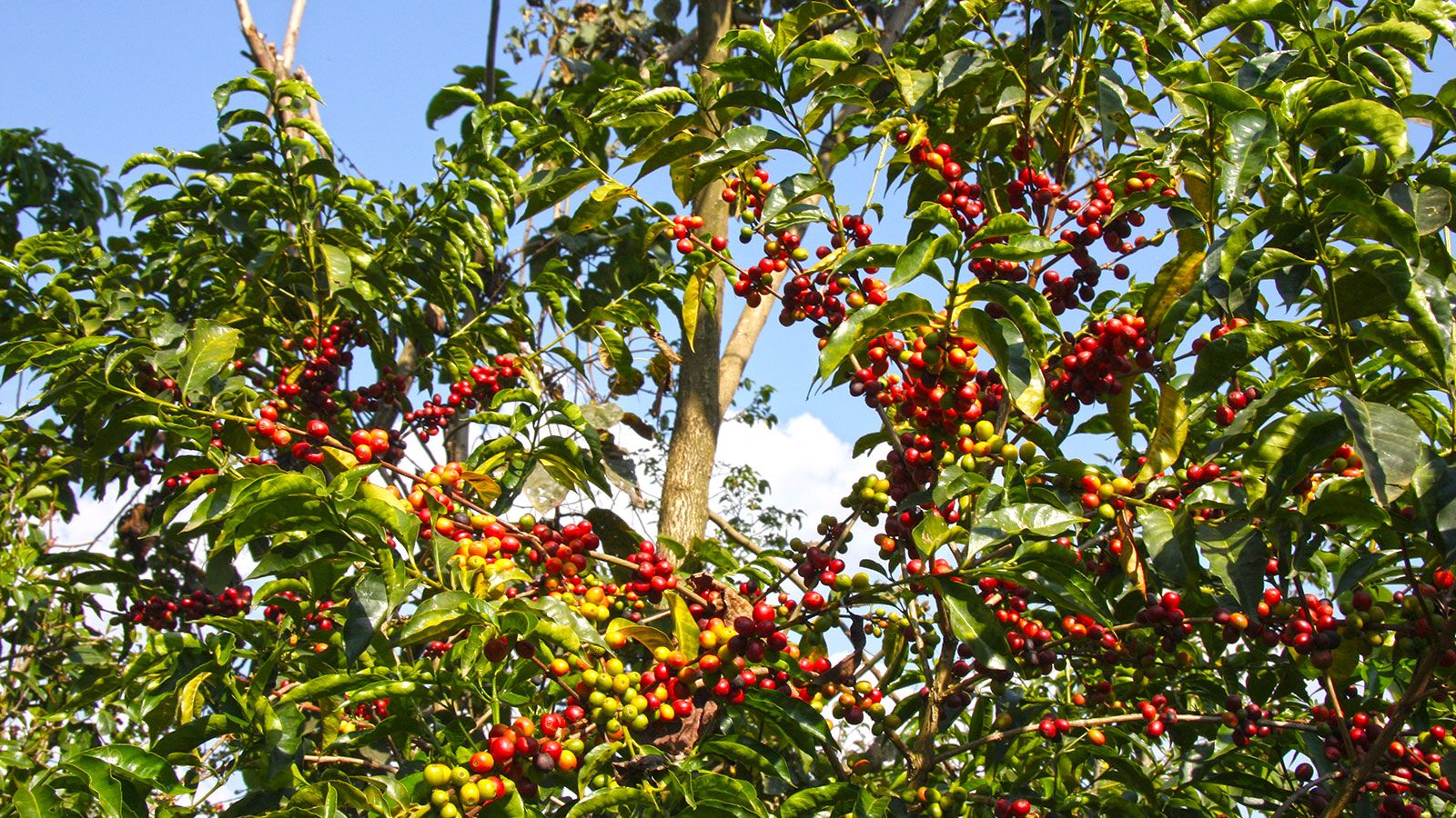 Bonga: Ethiopia's epicenter of Arabica coffee