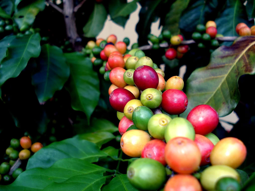 The Origin of Coffee and Its Cultivation. A Starbucks Coffee Blog
