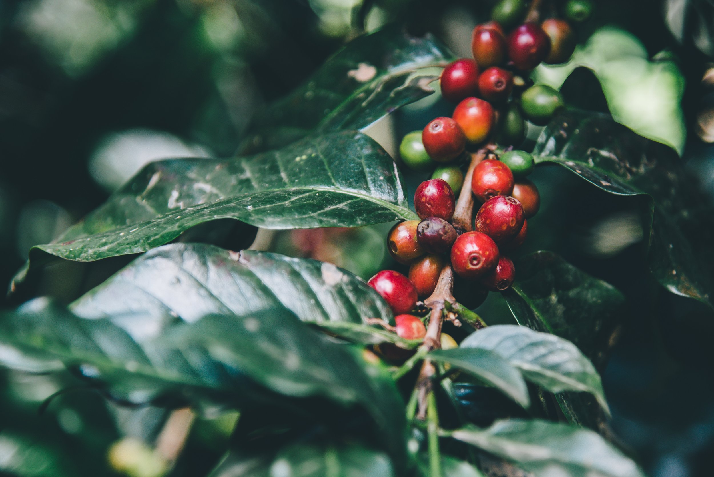 Whiskey Infused Coffee Beans Unique Coffee Subscription coffee