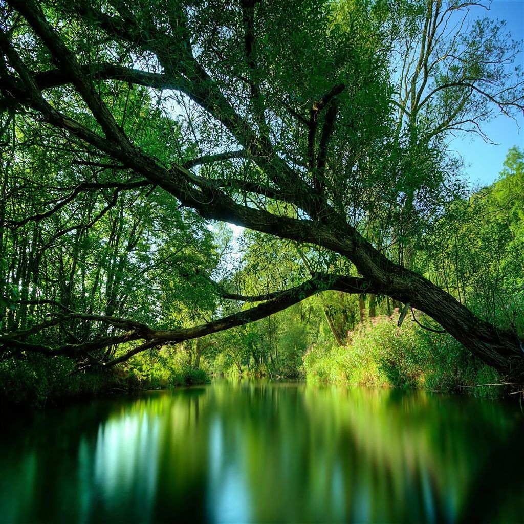 Nature Forest Landscape #iPad #Air #Wallpaper. HD nature wallpaper, Nature wallpaper, Beautiful nature