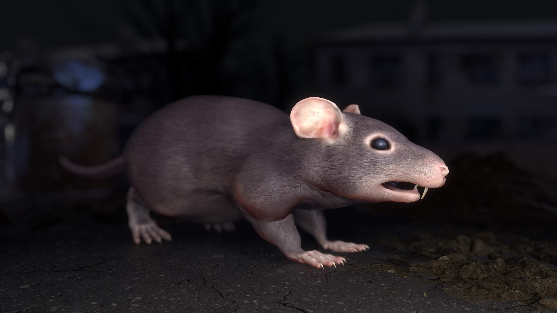 Common Fat Rat Model By Game Ready Studios