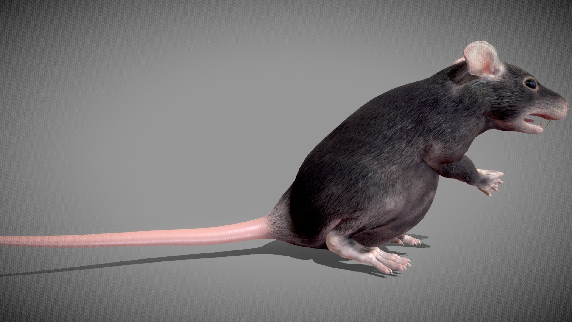 Fat Rat Model By GAME READY STUDIOS [06b5000]