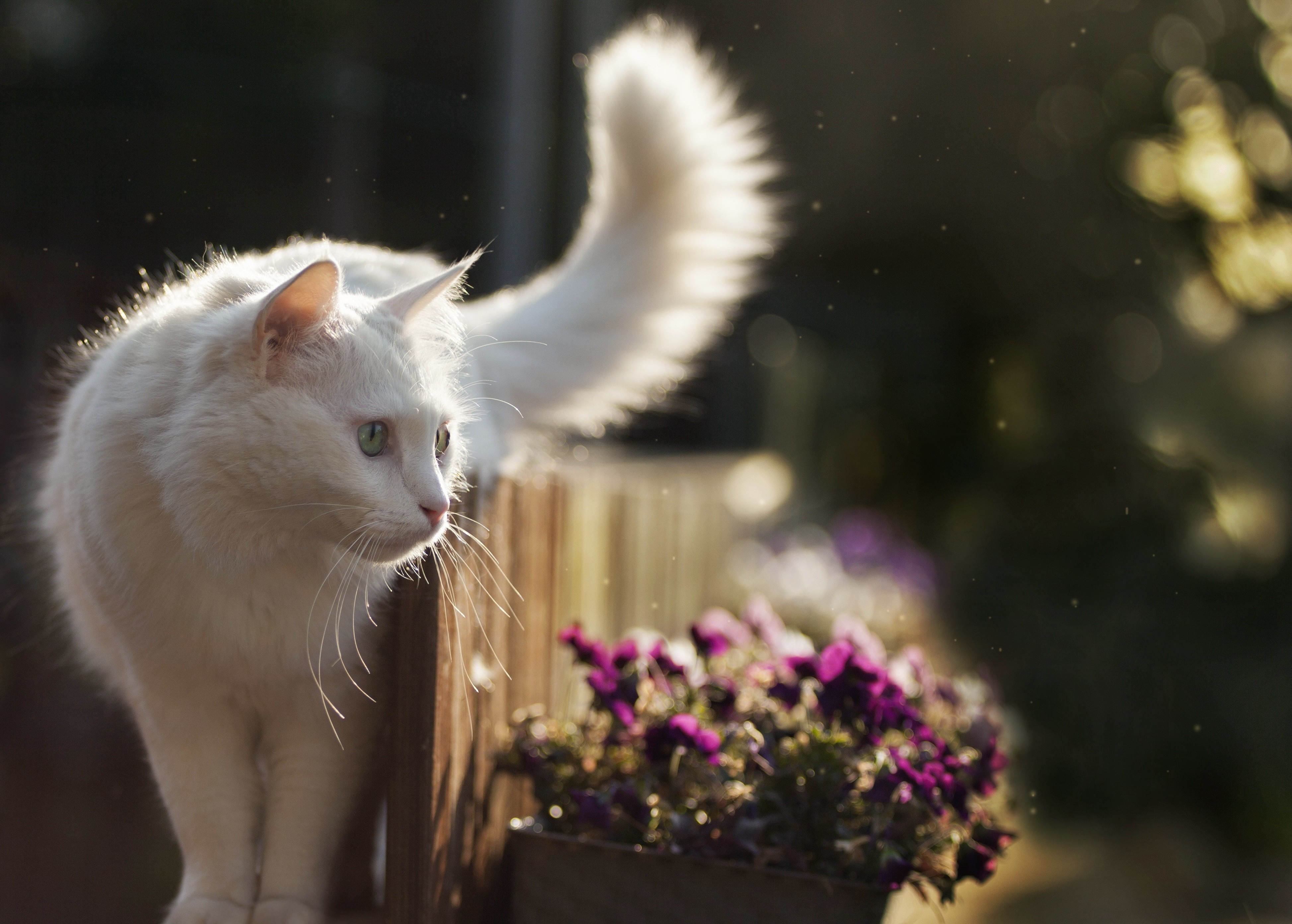 Wallpaper, animals, whiskers, kitten, fauna, cat like mammal, snout, small to medium sized cats, turkish angora, turkish van, 3893x2784 px, aegean cat 3893x2784