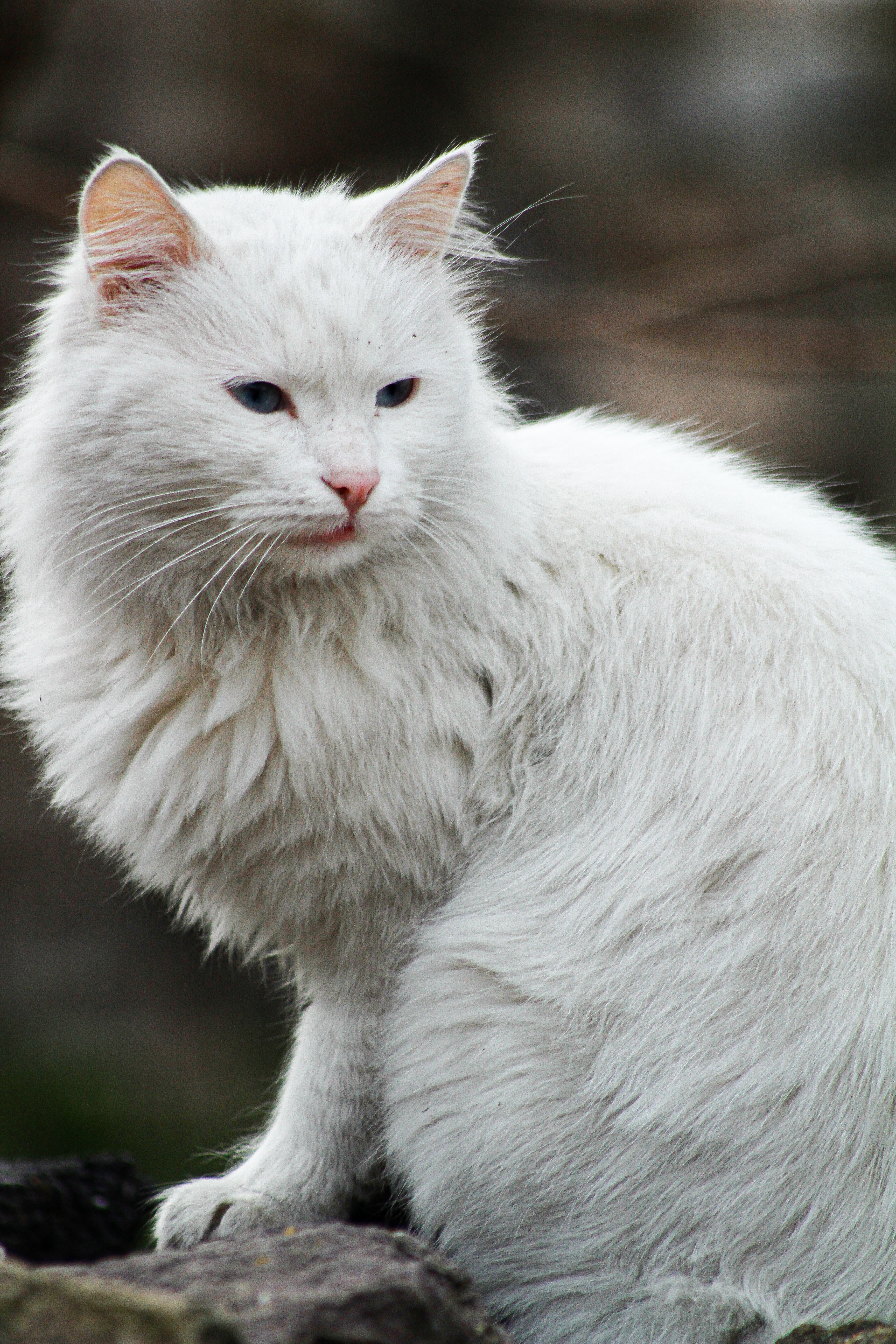 Turkish Angora Photo, Download The BEST Free Turkish Angora & HD Image