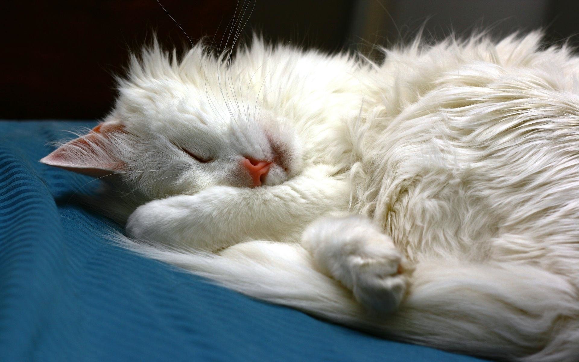 sleeping white long hair turkish angora cat