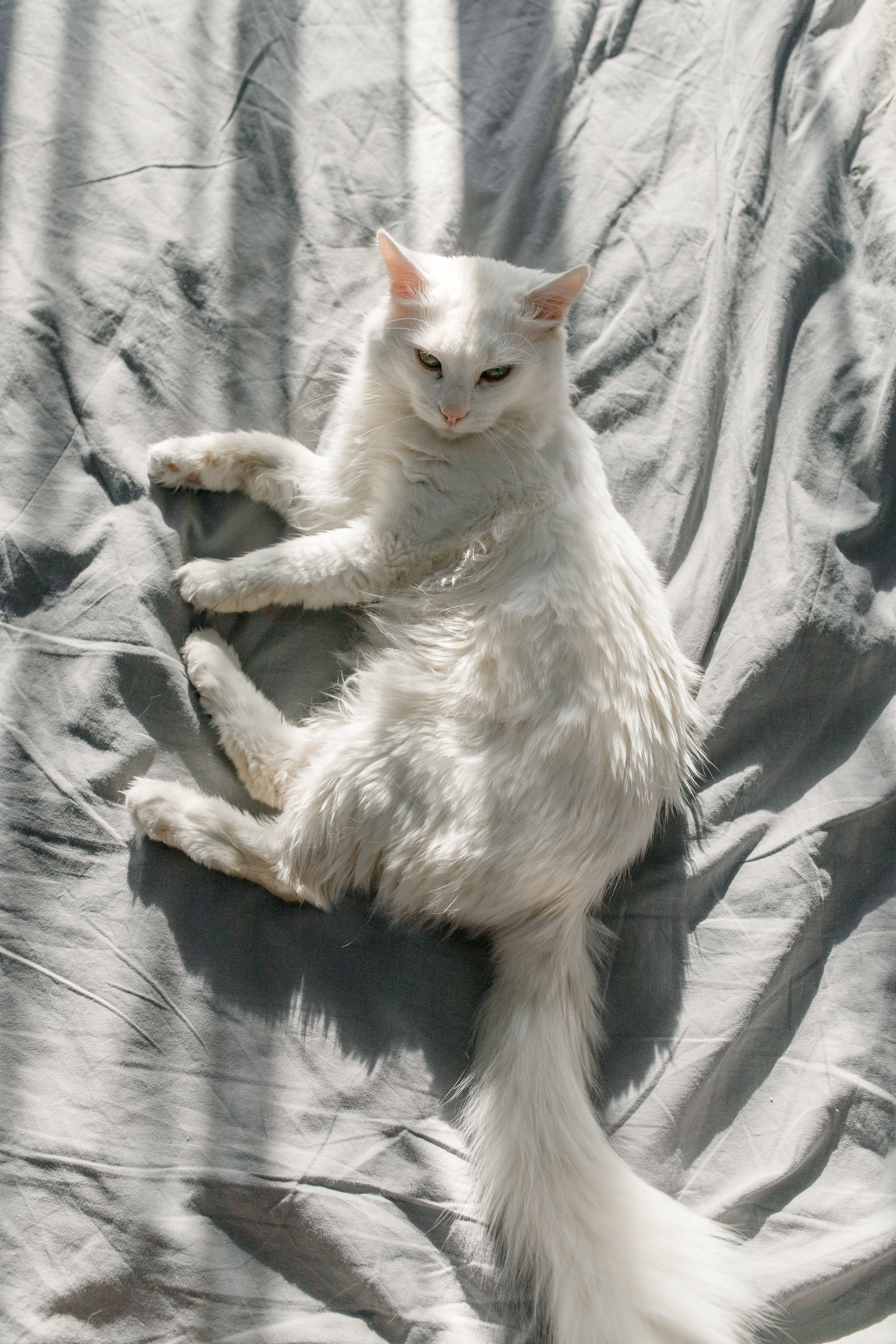 Turkish Angora Photo, Download The BEST Free Turkish Angora & HD Image
