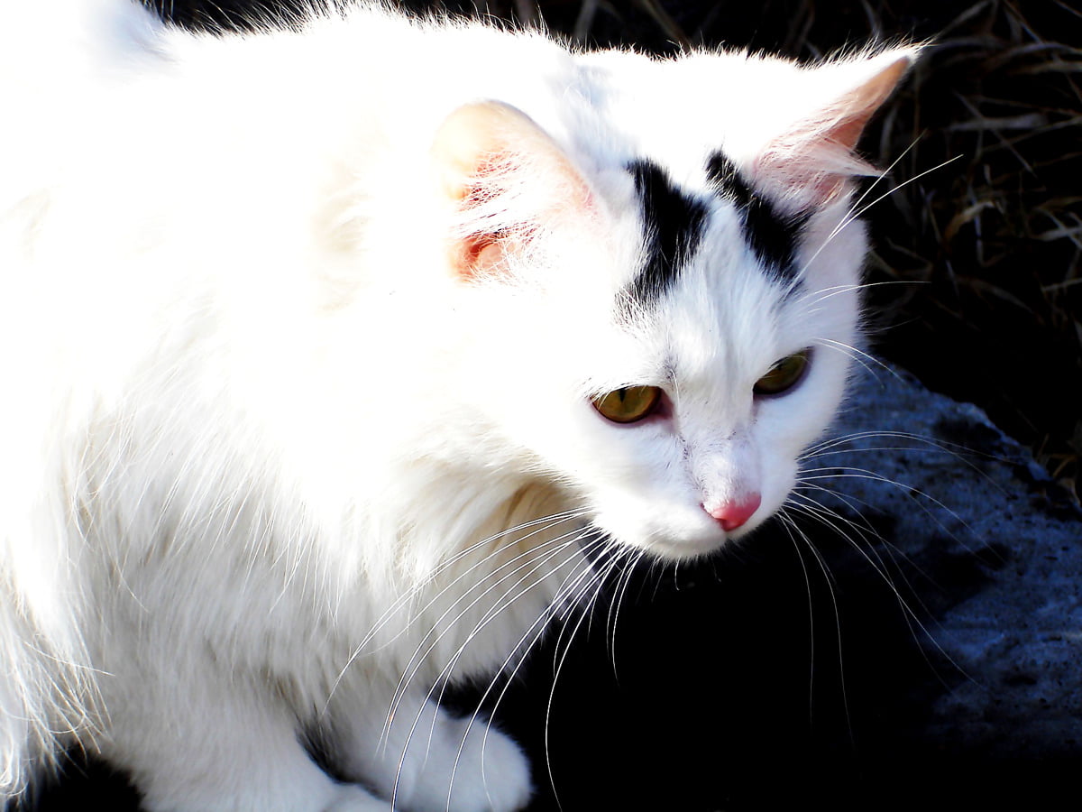 Turkish angora wallpaper HD. Download Free background