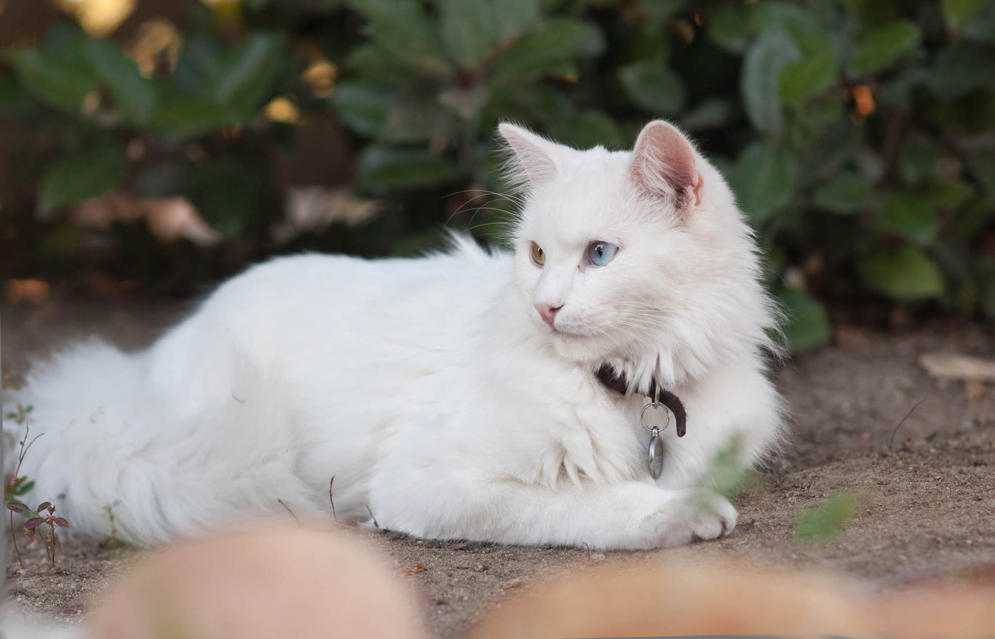 Beautiful Turkish Angora cat Desktop wallpaper 1024x1024